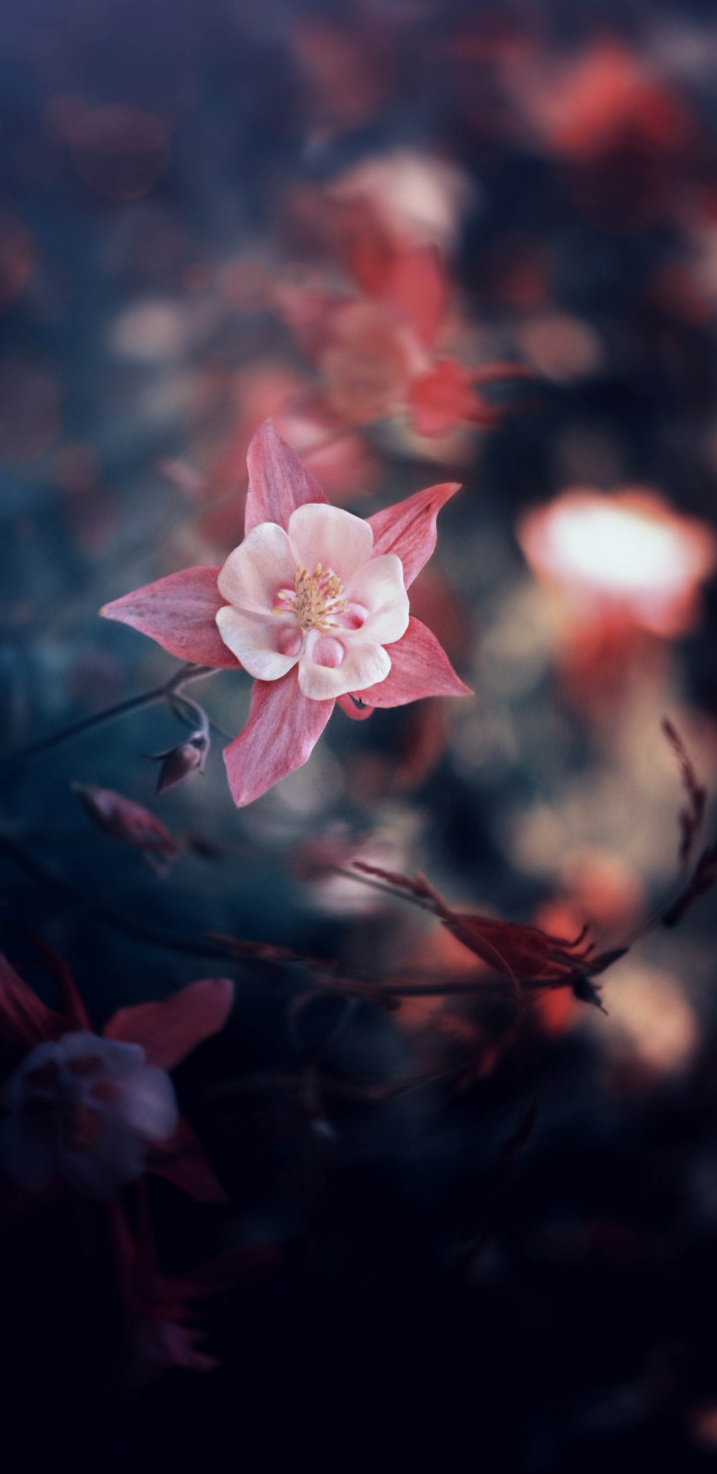 Rosa Kirschblüte in Nahaufnahme. Wallpaper in 1440x2960 Resolution