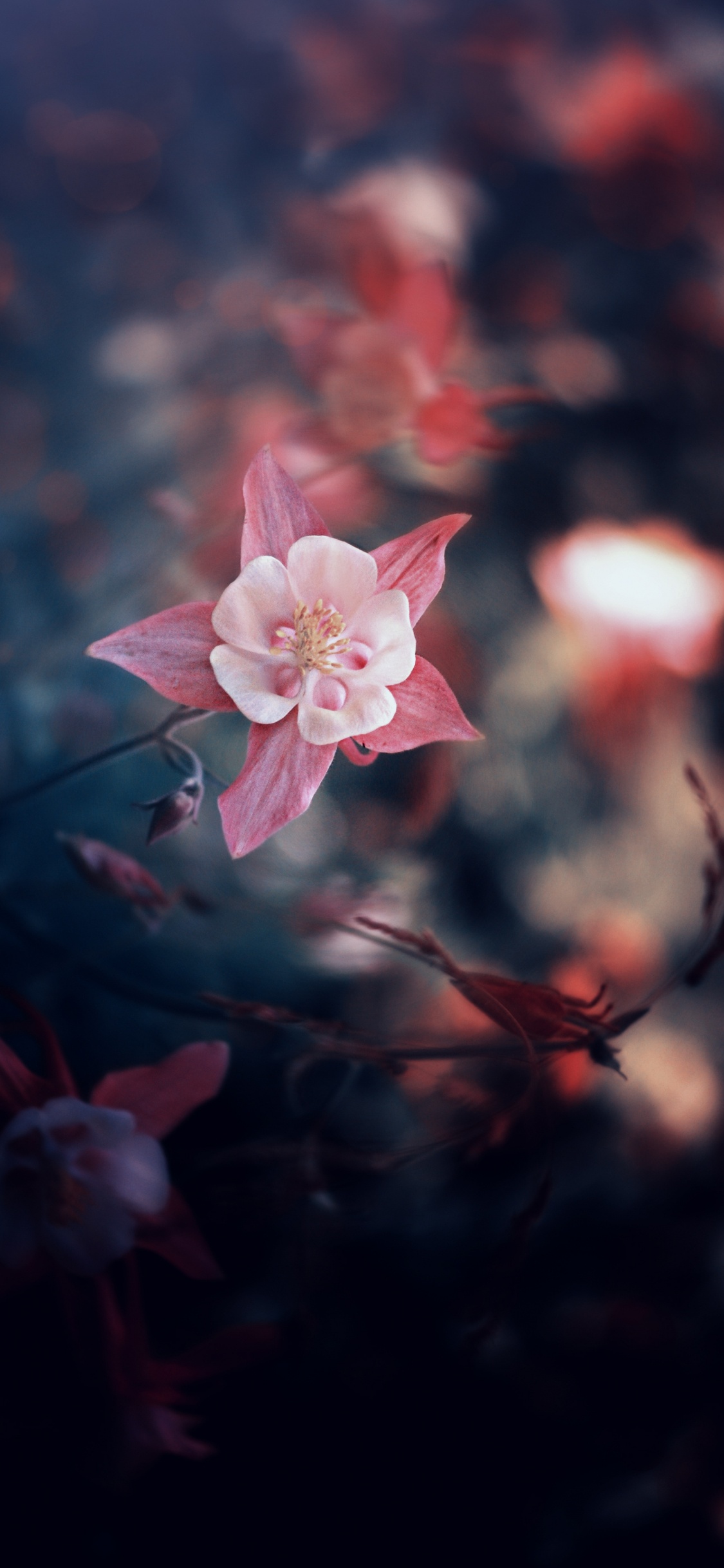 Fleur de Cerisier Rose en Photographie Rapprochée. Wallpaper in 1125x2436 Resolution