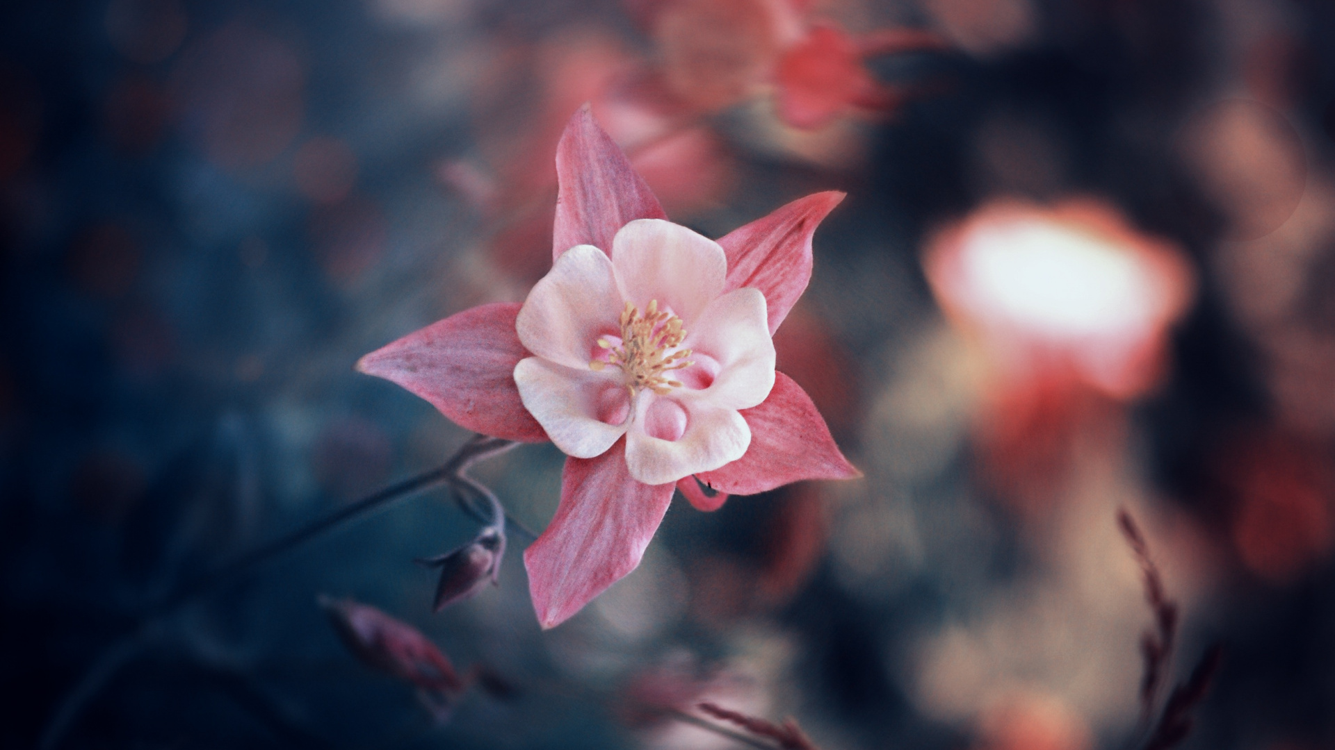 Fleur de Cerisier Rose en Photographie Rapprochée. Wallpaper in 1920x1080 Resolution