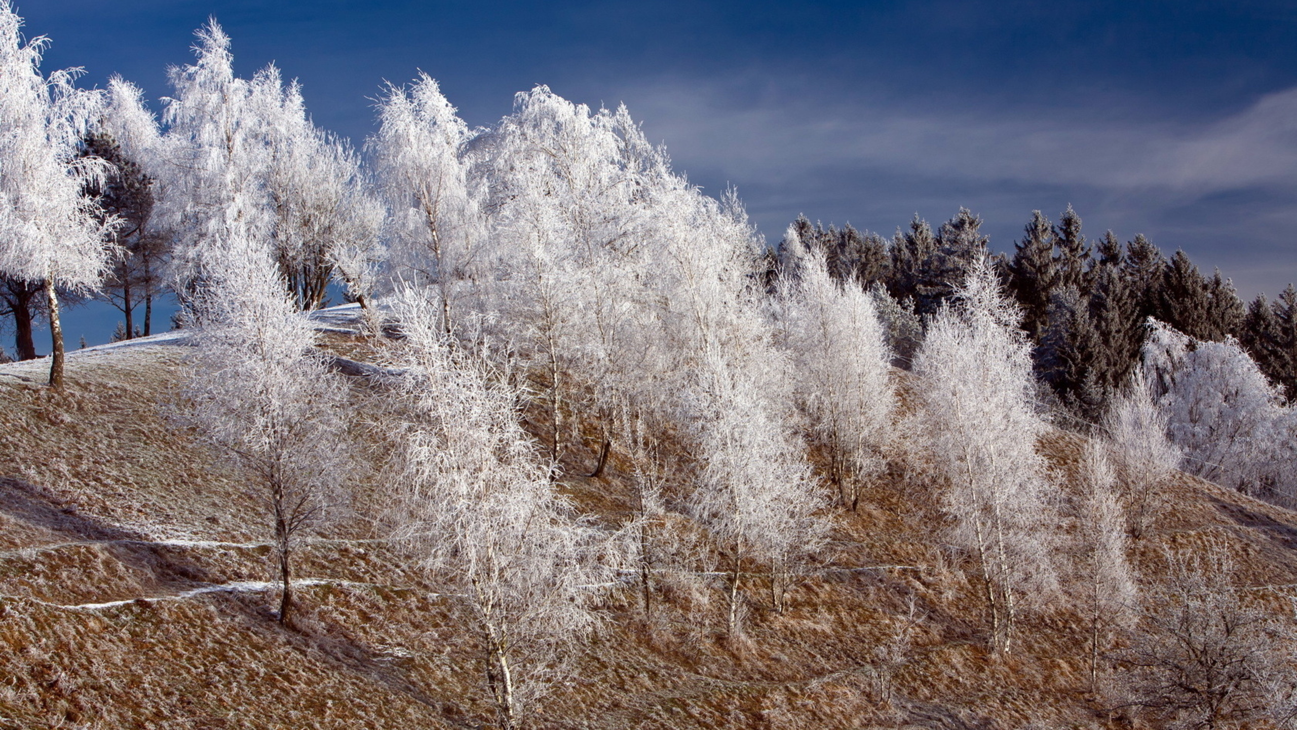 White Trees Covered With Snow During Daytime. Wallpaper in 2560x1440 Resolution