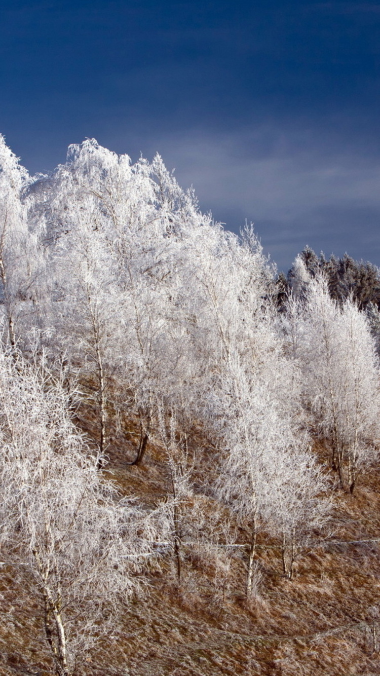 White Trees Covered With Snow During Daytime. Wallpaper in 750x1334 Resolution