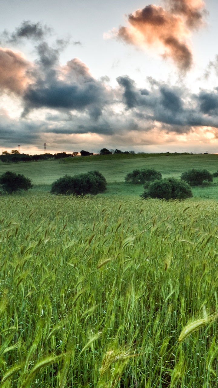 Campo de Hierba Verde Bajo el Cielo Nublado Durante el Día. Wallpaper in 720x1280 Resolution