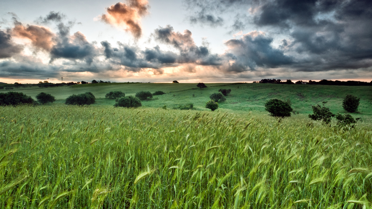 Tagsüber Grüne Wiese Unter Bewölktem Himmel. Wallpaper in 1280x720 Resolution