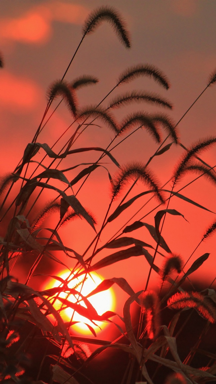 Silhouette Des Grases Bei Sonnenuntergang. Wallpaper in 720x1280 Resolution