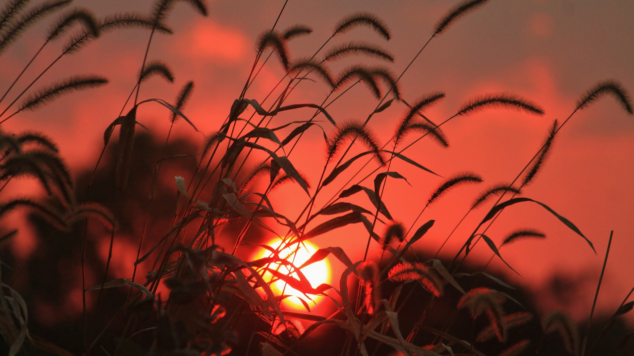 Silueta de Pasto Durante la Puesta de Sol. Wallpaper in 1280x720 Resolution