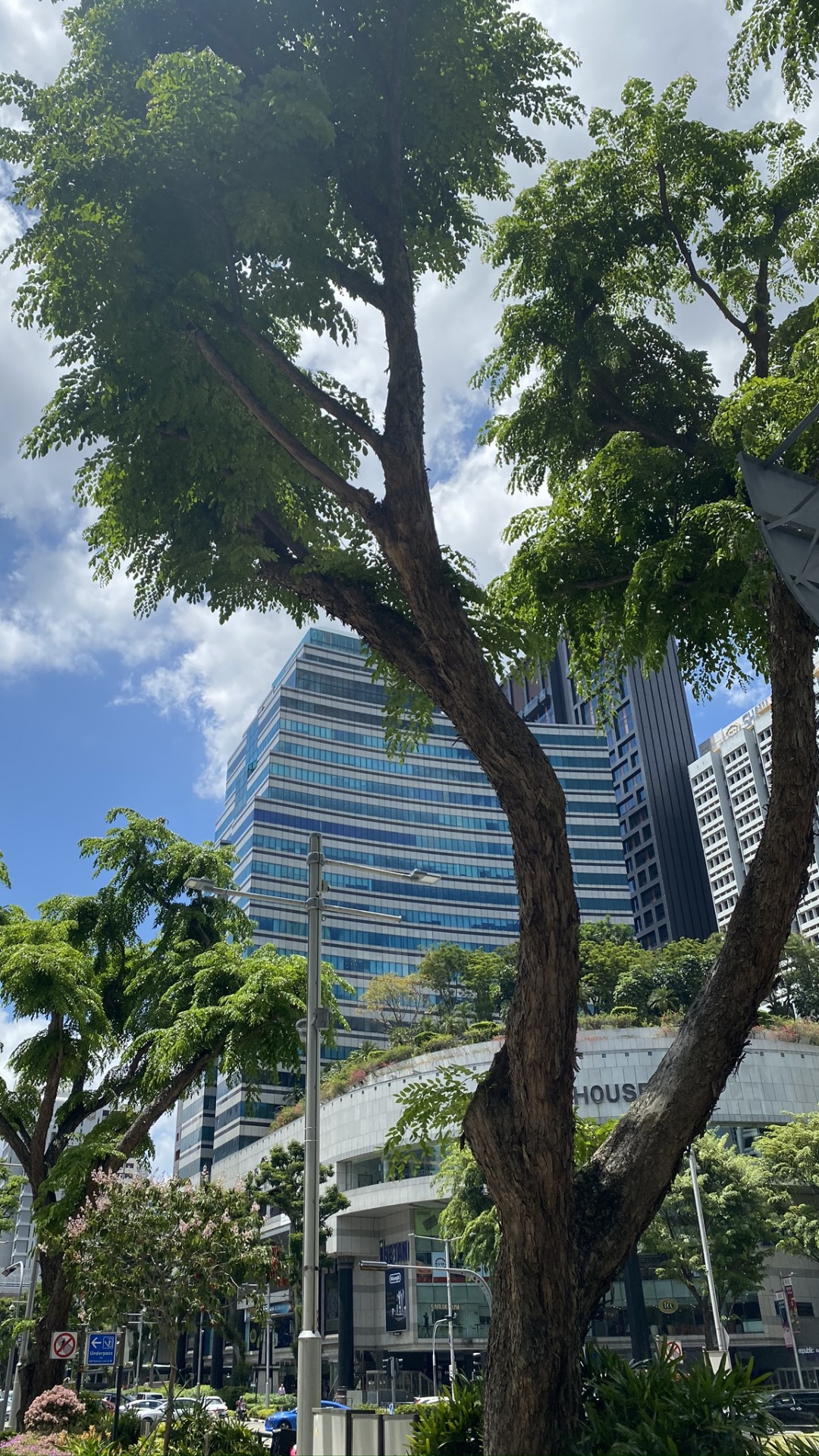 Palm Trees, Tree, Woody Plant, Trunk, Tower Block. Wallpaper in 1080x1920 Resolution