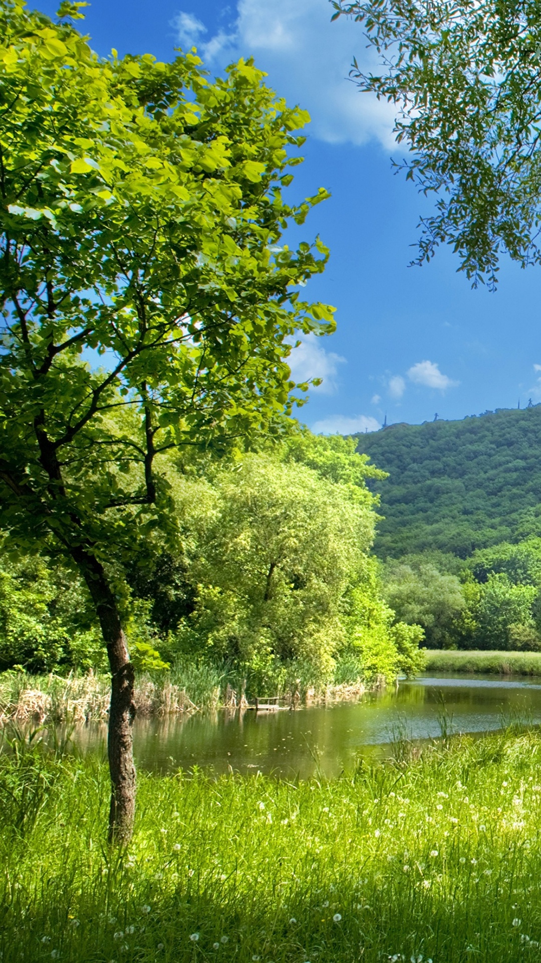 Green Trees Near Lake During Daytime. Wallpaper in 1080x1920 Resolution