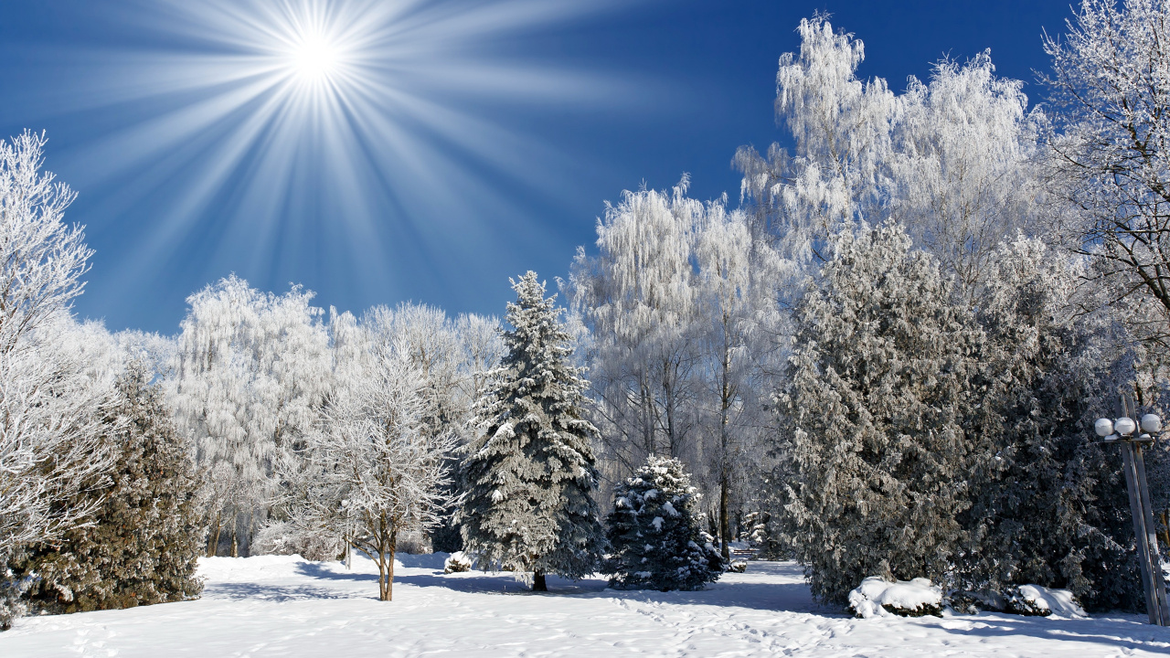 Árboles Cubiertos de Nieve Bajo un Cielo Azul Durante el Día. Wallpaper in 1280x720 Resolution