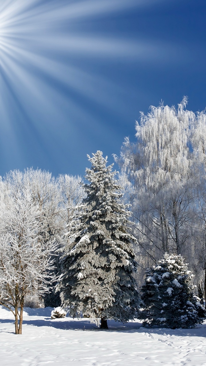 Árboles Cubiertos de Nieve Bajo un Cielo Azul Durante el Día. Wallpaper in 720x1280 Resolution