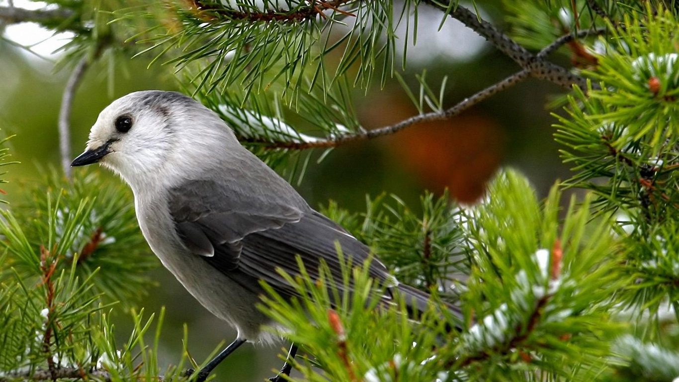 Oiseau Gris et Blanc Sur Une Branche D'arbre. Wallpaper in 1366x768 Resolution