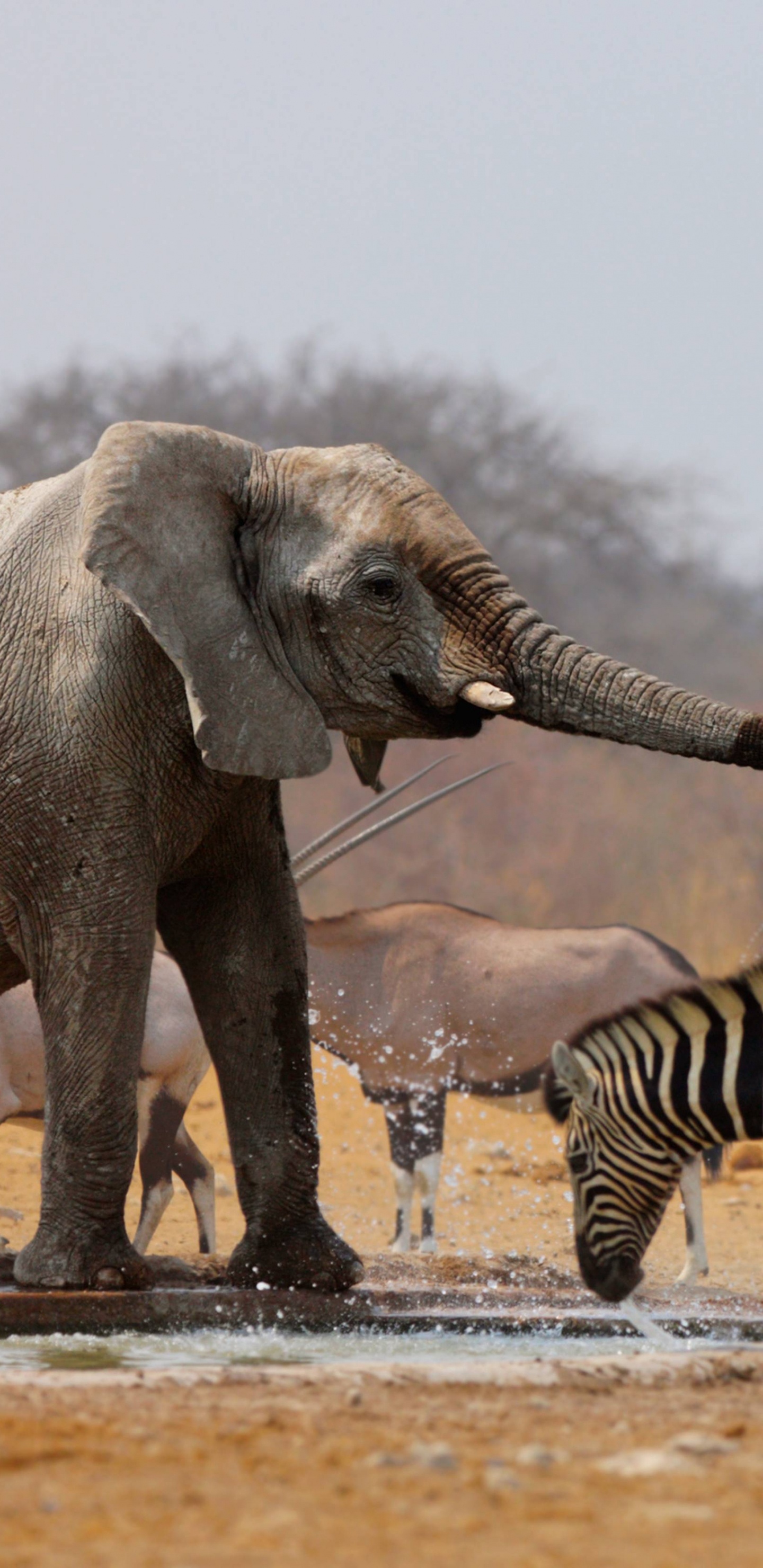 2 Cebra Caminando Sobre el Agua Durante el Día.. Wallpaper in 1440x2960 Resolution