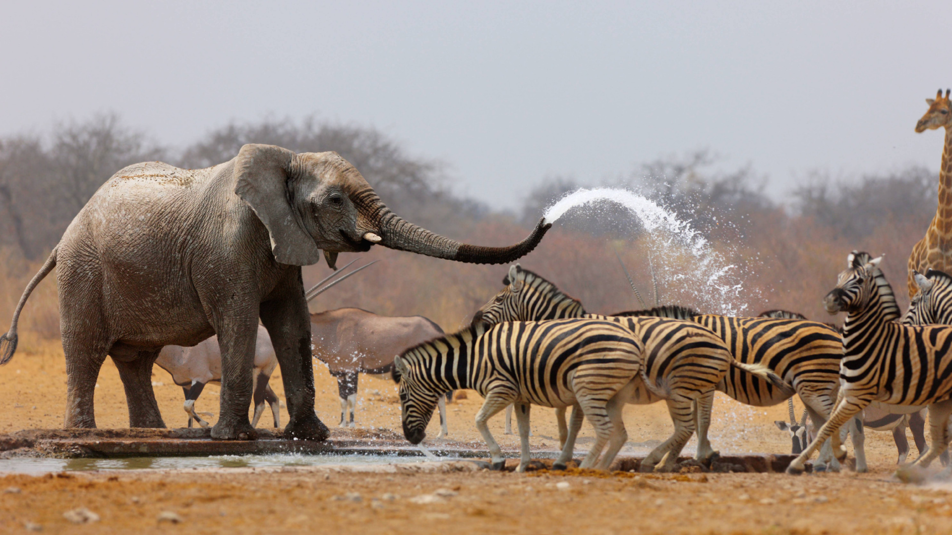 2 Zebra Walking on Water During Daytime. Wallpaper in 1920x1080 Resolution
