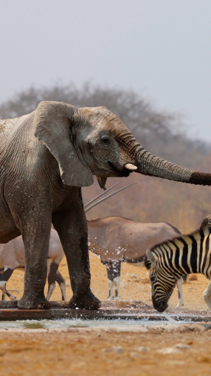 2 Zebra Walking on Water During Daytime. Wallpaper in 720x1280 Resolution