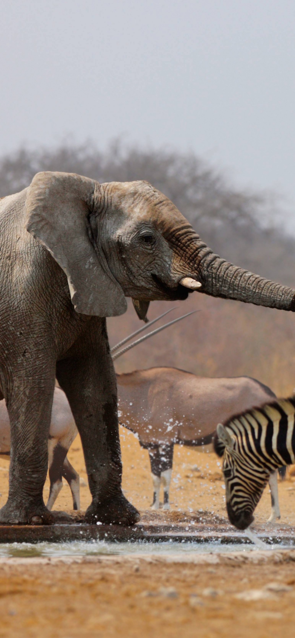 2 Zebras, Die Tagsüber Auf Dem Wasser Laufen. Wallpaper in 1242x2688 Resolution