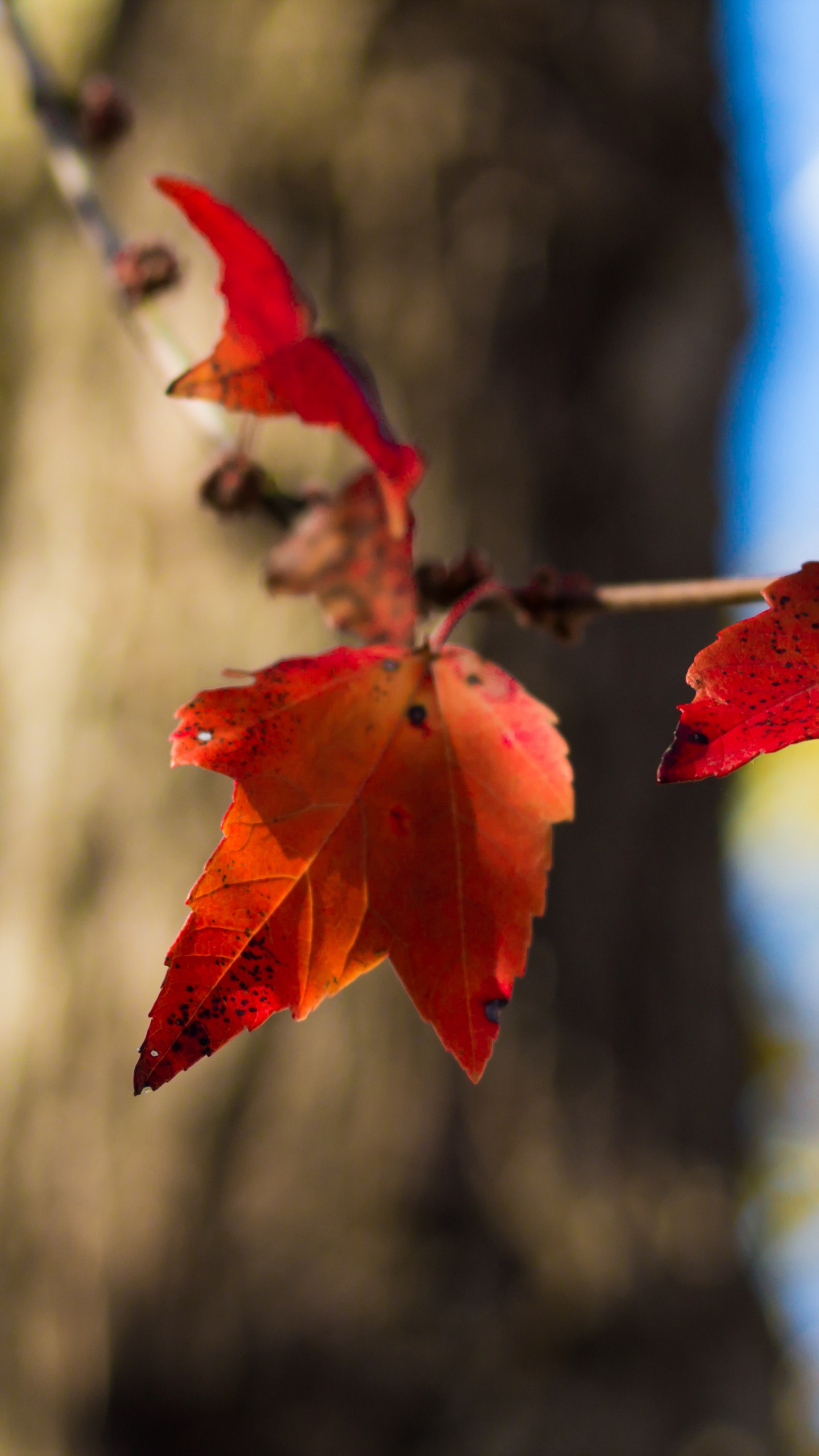 Rotes Ahornblatt in Tilt-Shift-Linse. Wallpaper in 1440x2560 Resolution