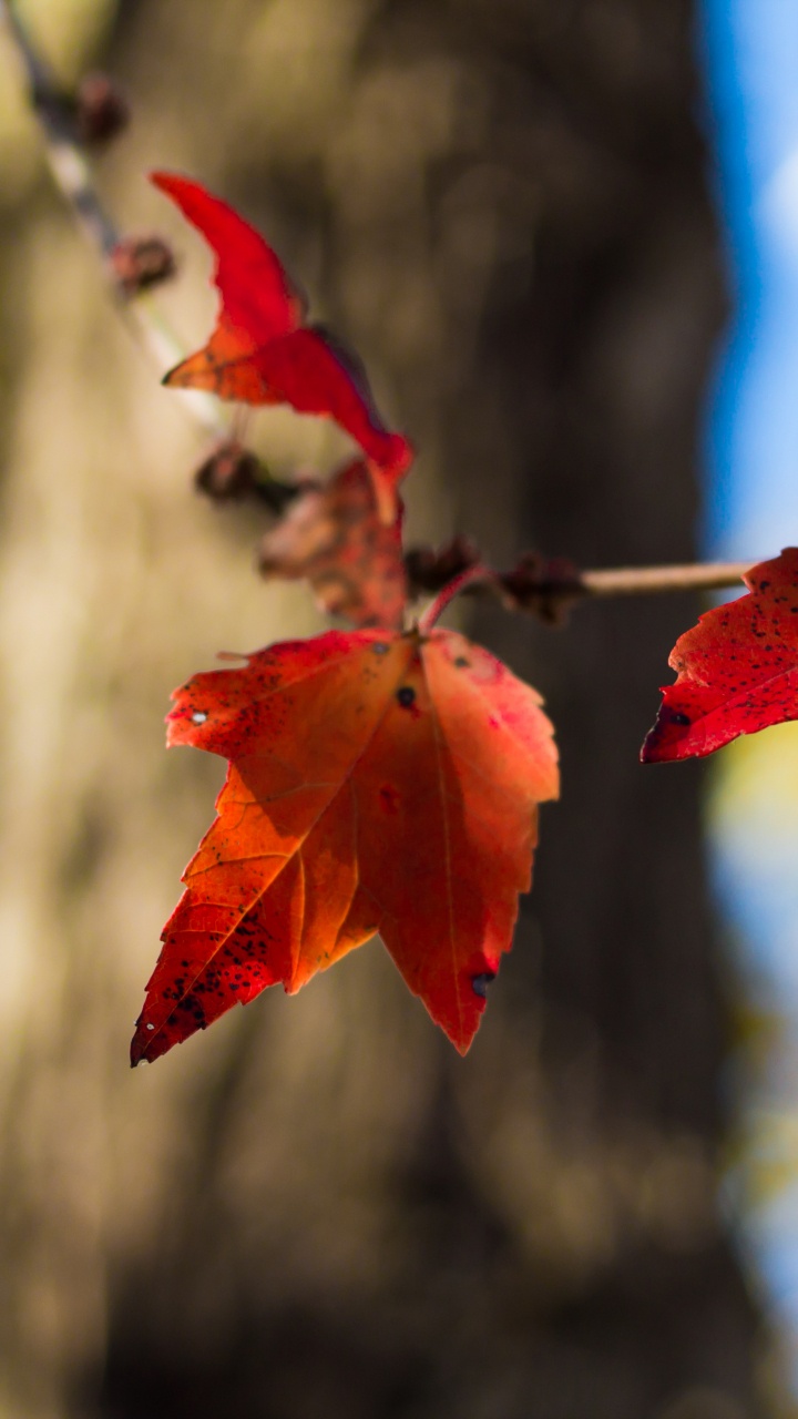 Rotes Ahornblatt in Tilt-Shift-Linse. Wallpaper in 720x1280 Resolution