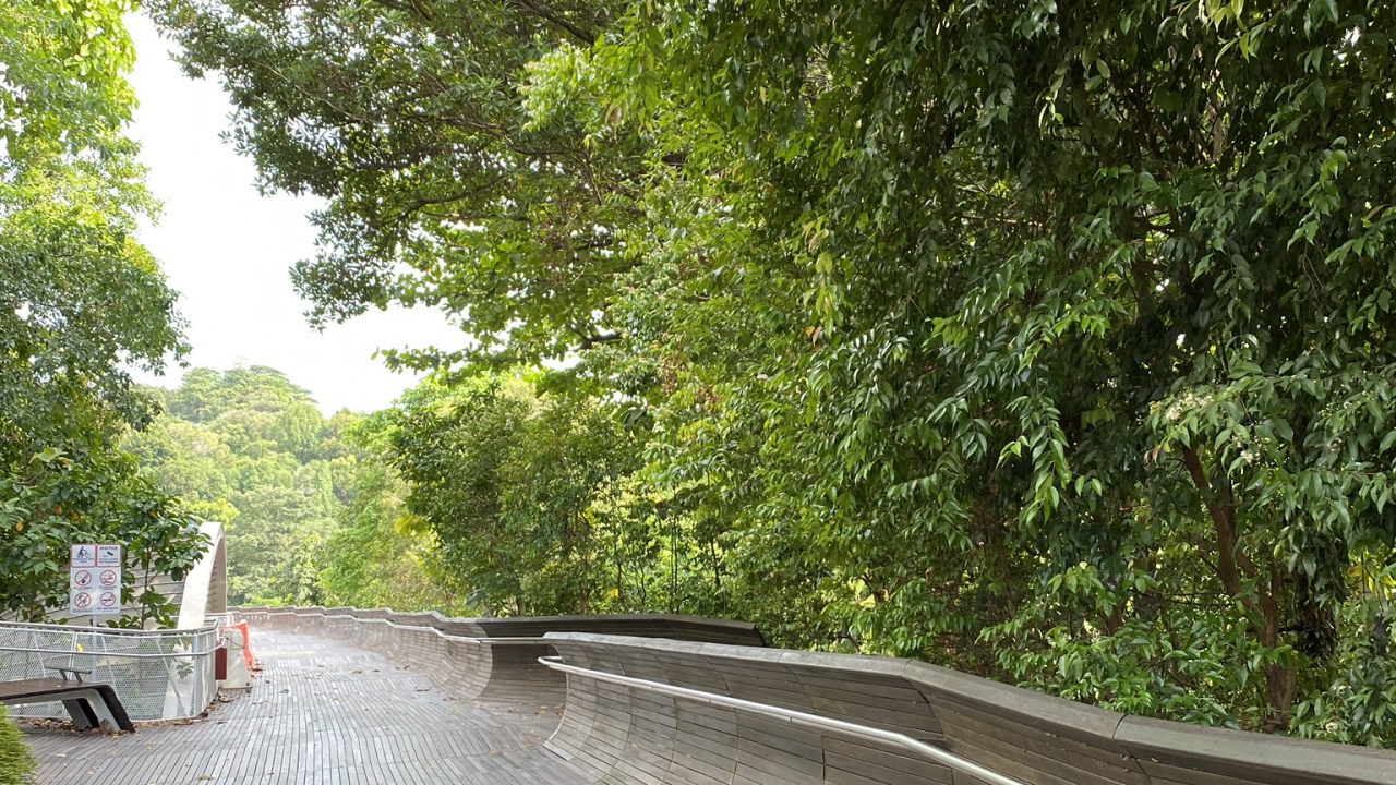 Pfad, Fahrbahn, Blatt, Holz, Hartholz. Wallpaper in 1280x720 Resolution