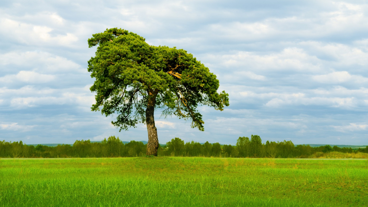 Arbre Vert Sur Terrain D'herbe Verte Sous Des Nuages Blancs Pendant la Journée. Wallpaper in 1280x720 Resolution