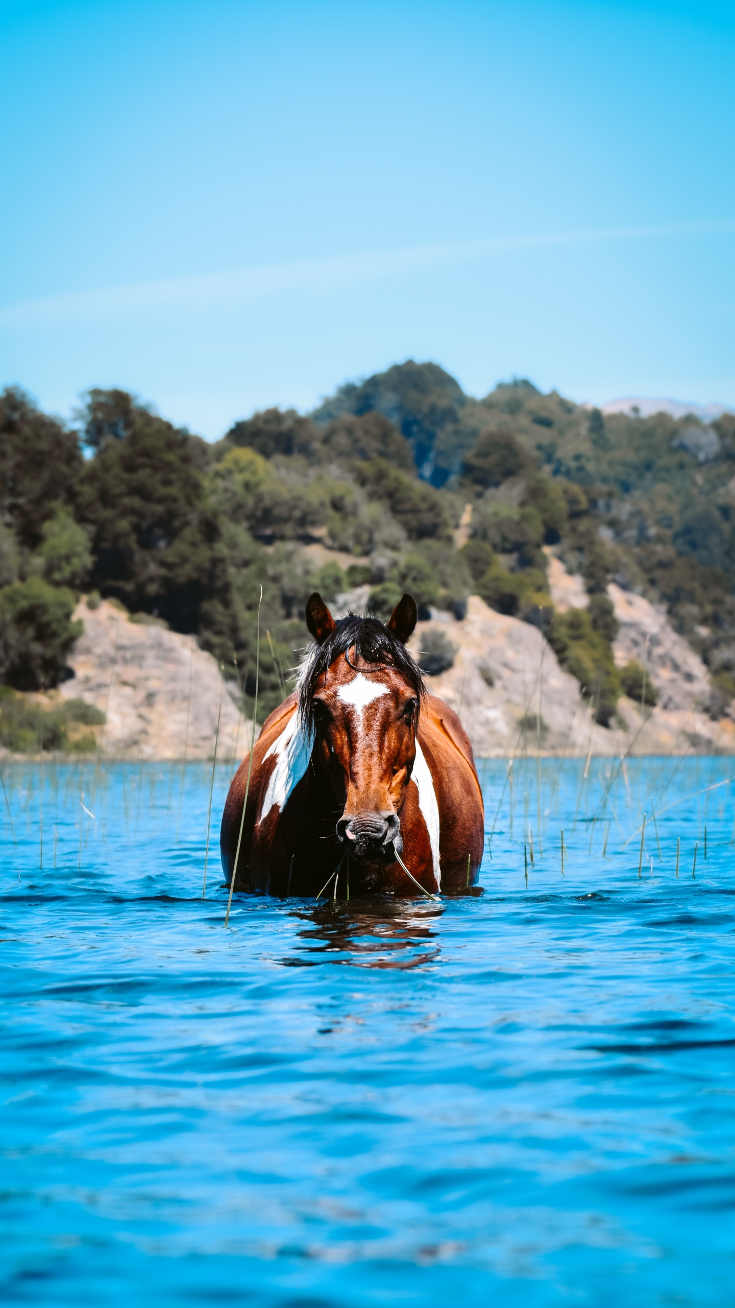 Agua de Caballo, Akhal-Teke, Mustang, Agua, Melena. Wallpaper in 1440x2560 Resolution