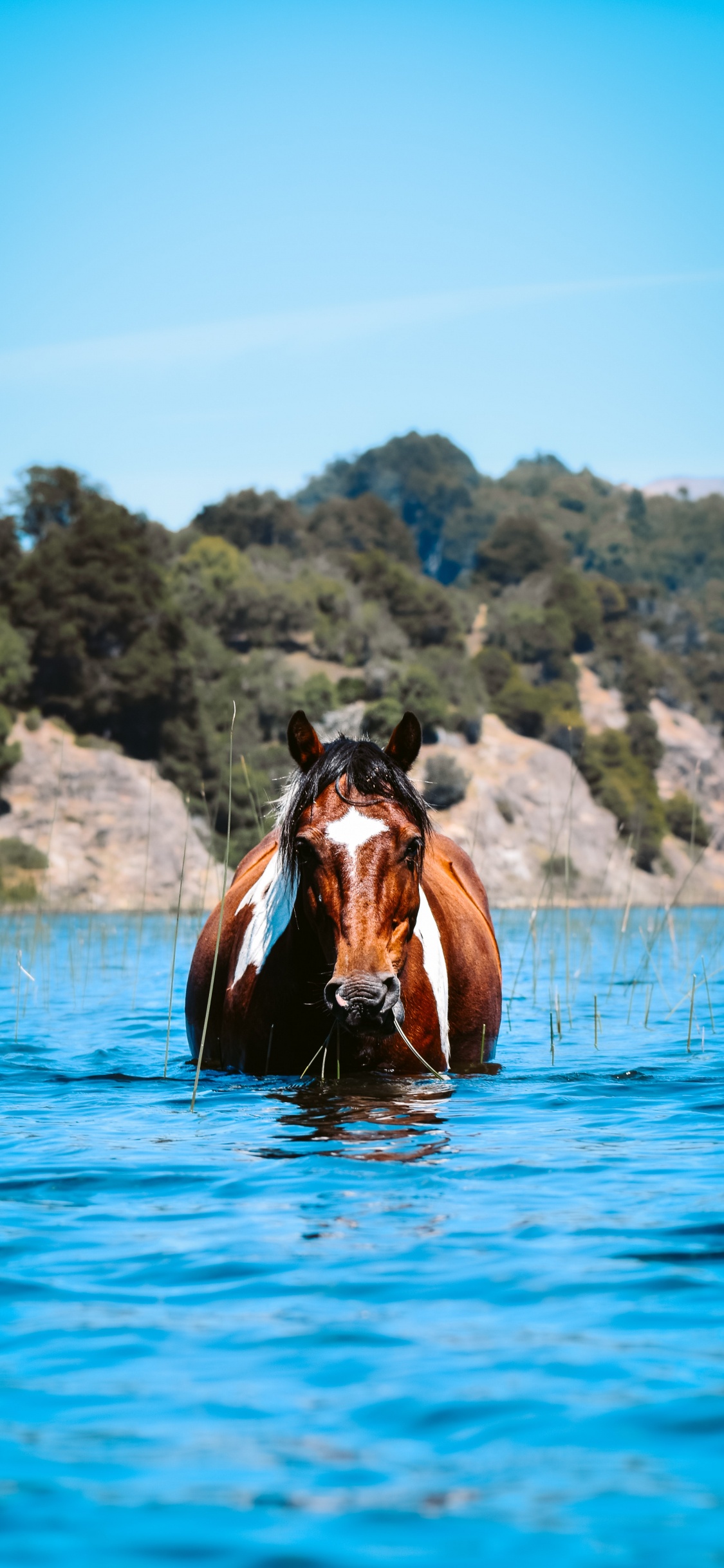 Eau de Cheval, Akhal-Téké, Mustang, Eau, Crinière. Wallpaper in 1125x2436 Resolution
