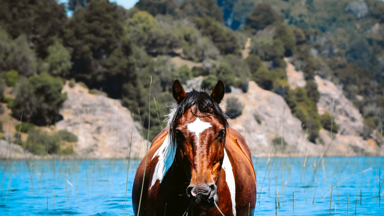 Eau de Cheval, Akhal-Téké, Mustang, Eau, Crinière. Wallpaper in 1280x720 Resolution