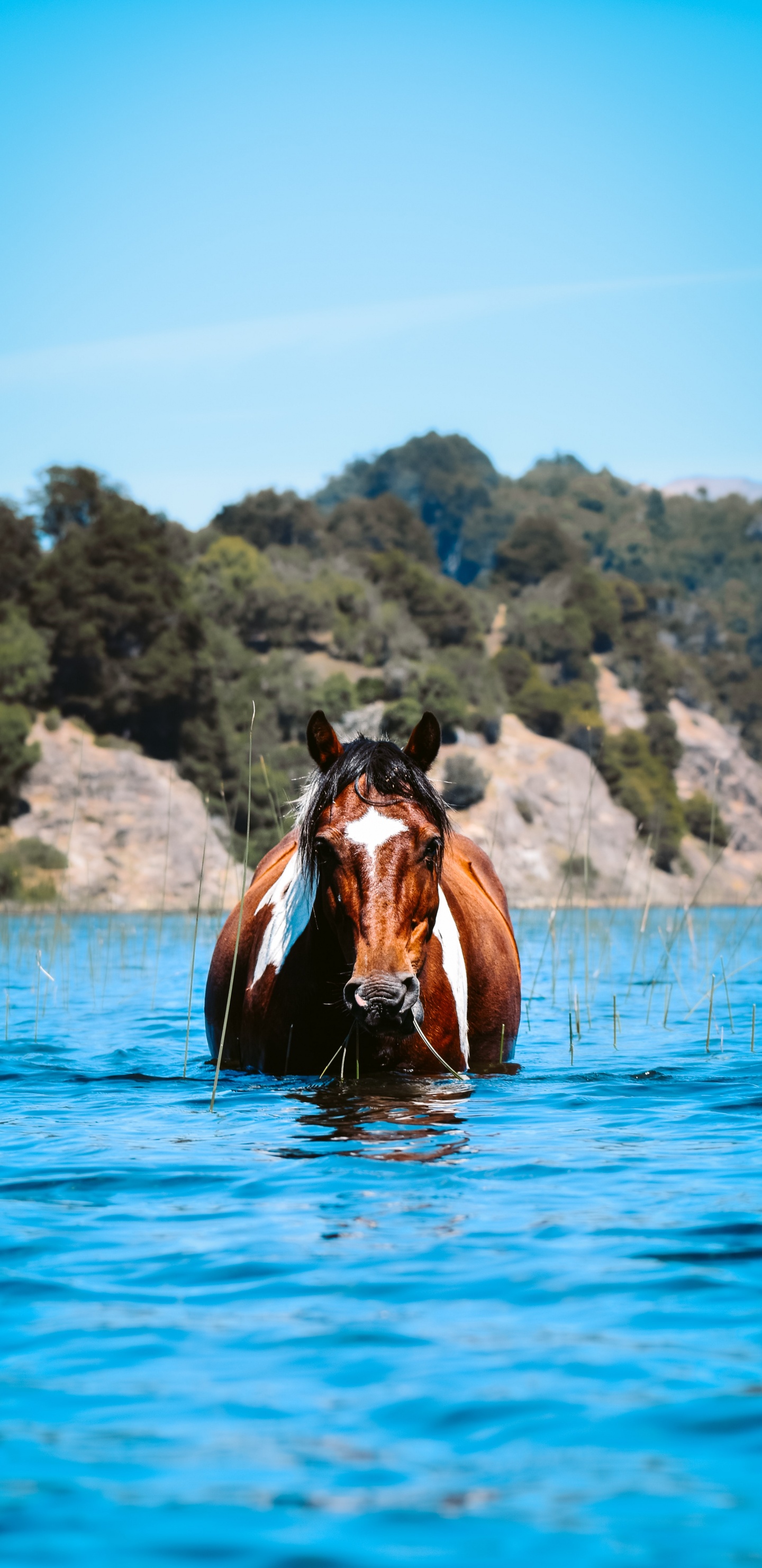 鬃毛, 自然景观, 水道, 小鹿 壁纸 1440x2960 允许