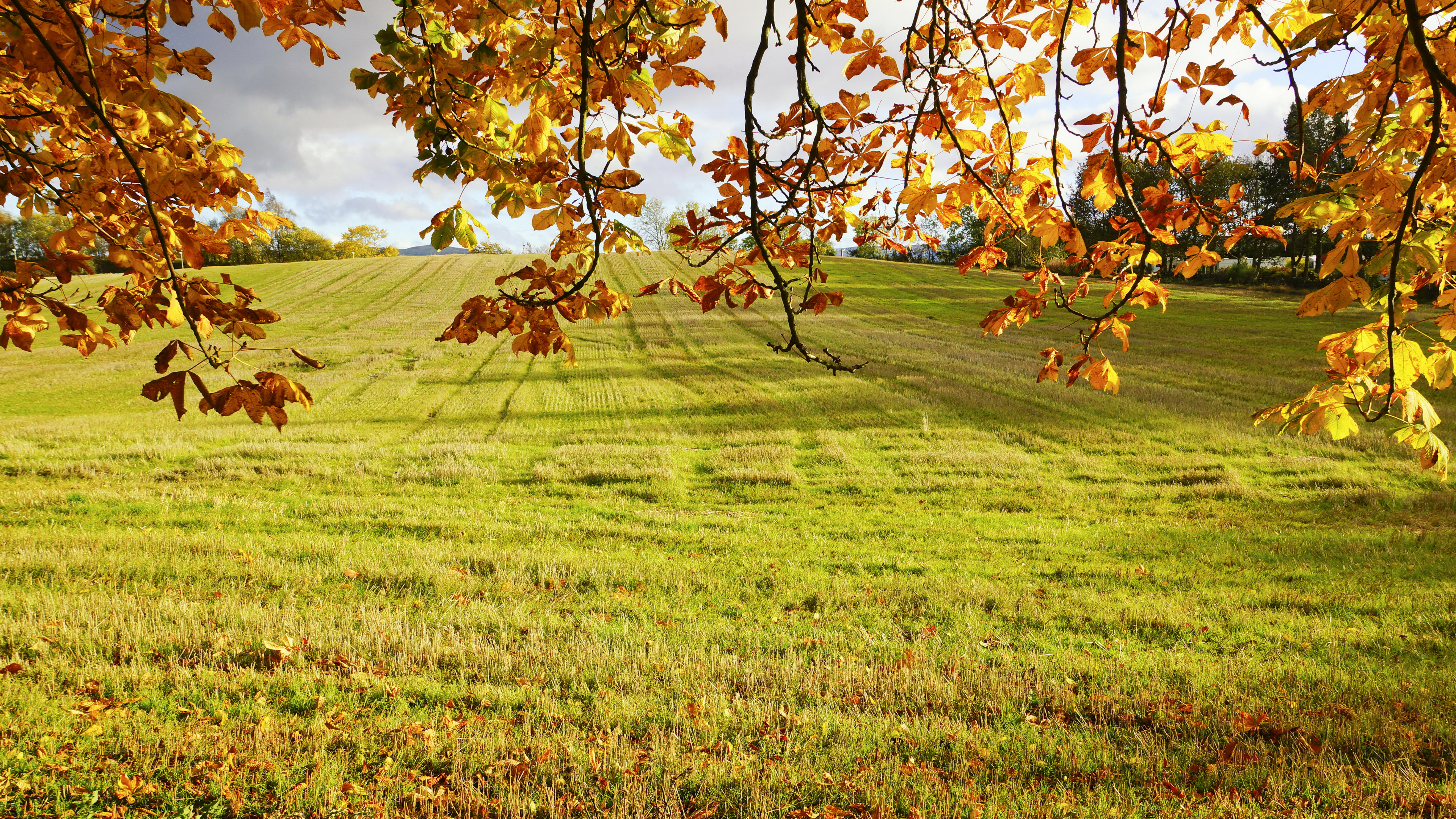 Brown Leaves on Green Grass Field During Daytime. Wallpaper in 3840x2160 Resolution