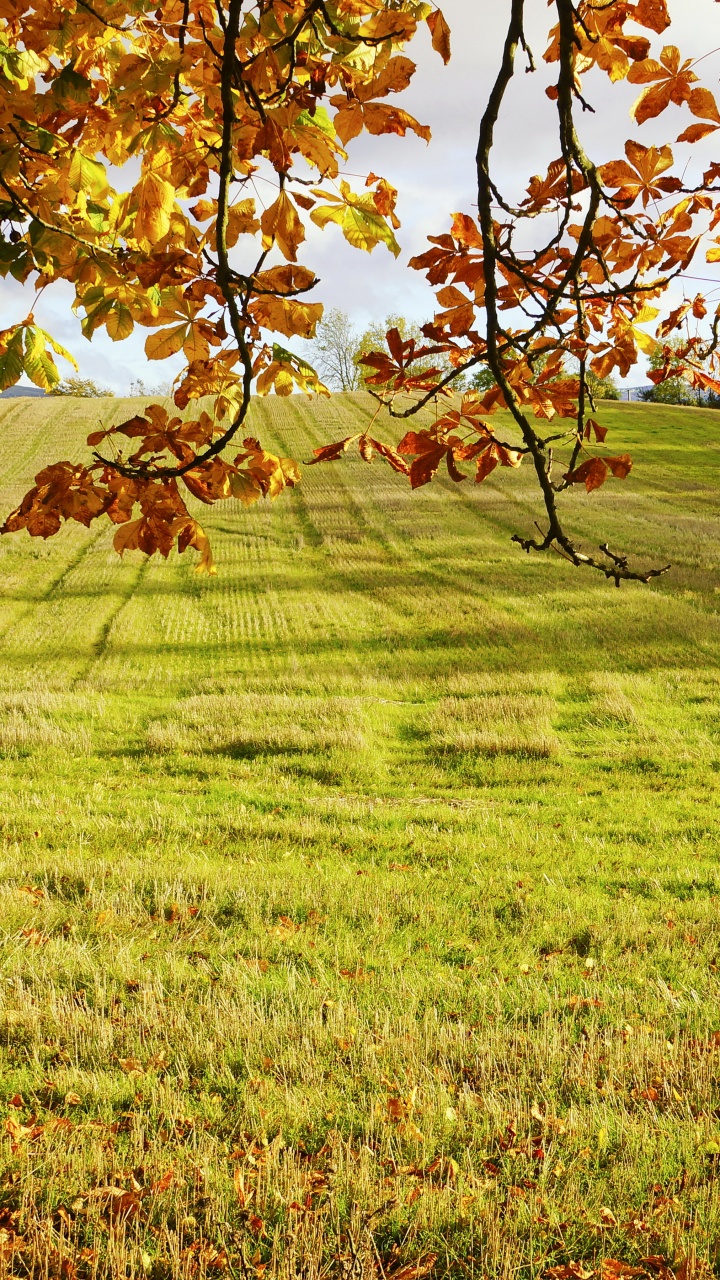 Brown Leaves on Green Grass Field During Daytime. Wallpaper in 720x1280 Resolution