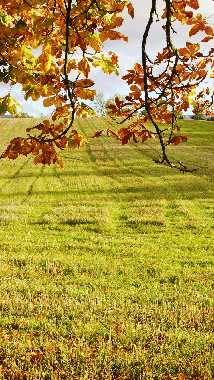 Brown Leaves on Green Grass Field During Daytime. Wallpaper in 750x1334 Resolution