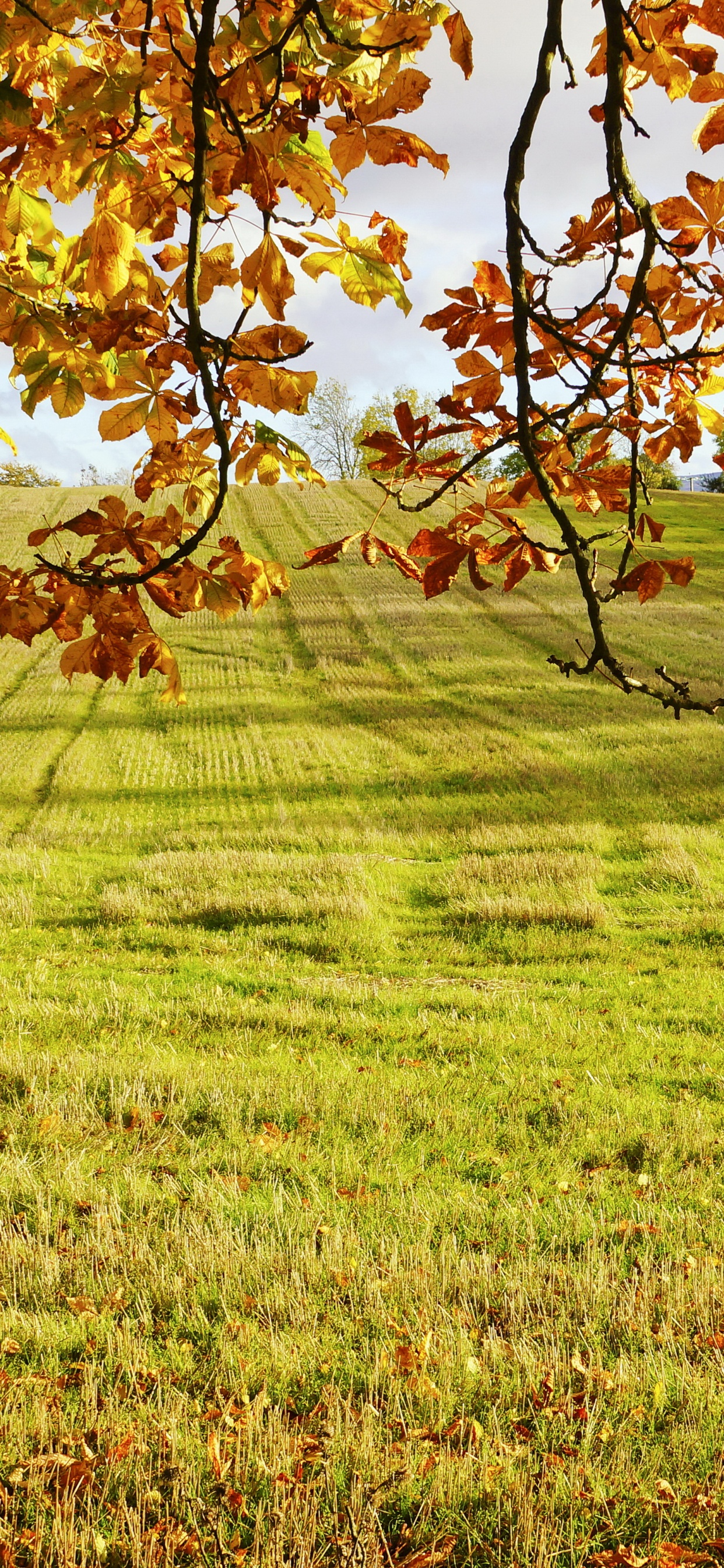 Feuilles Brunes Sur Terrain D'herbe Verte Pendant la Journée. Wallpaper in 1242x2688 Resolution