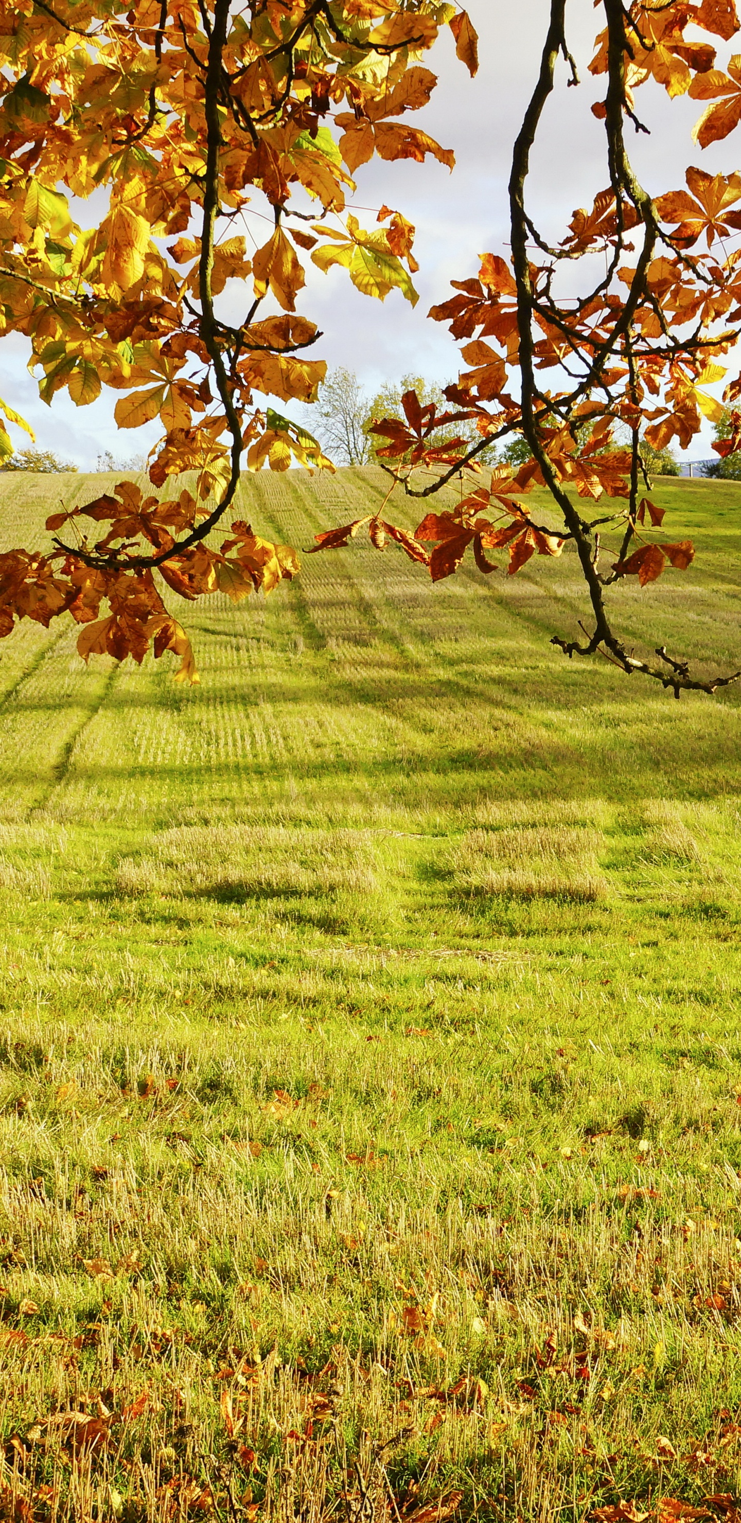 Feuilles Brunes Sur Terrain D'herbe Verte Pendant la Journée. Wallpaper in 1440x2960 Resolution