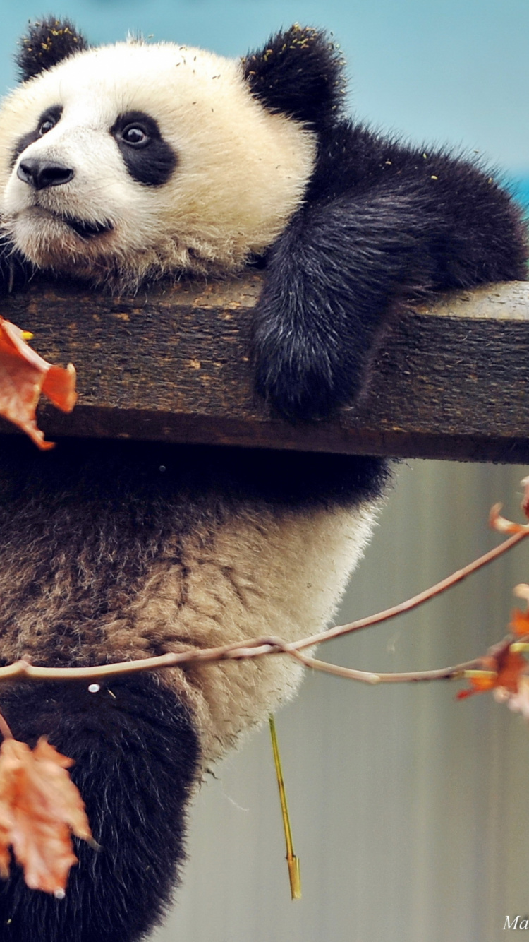 Panda en la Rama de un Árbol Marrón Durante el Día. Wallpaper in 750x1334 Resolution