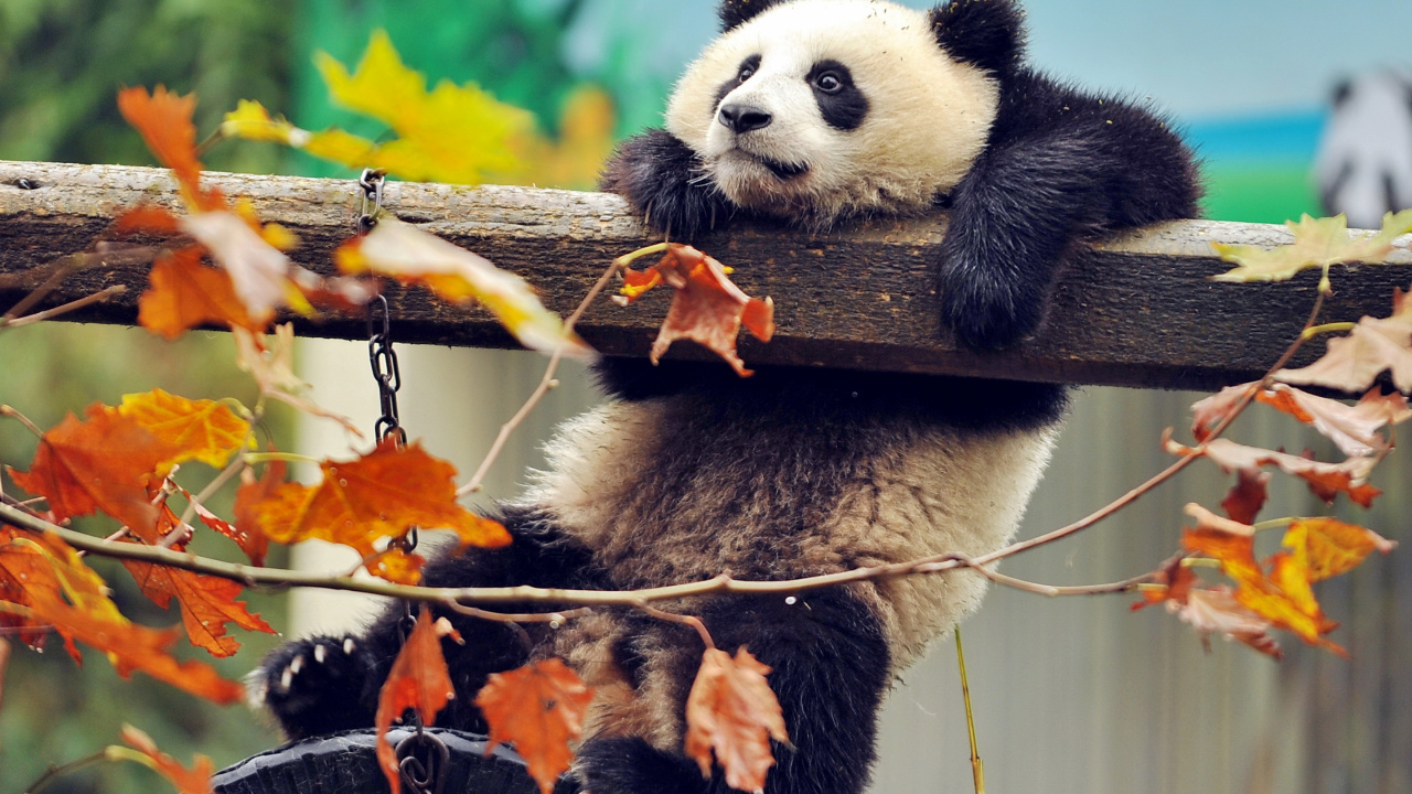 Panda on Brown Tree Branch During Daytime. Wallpaper in 1280x720 Resolution