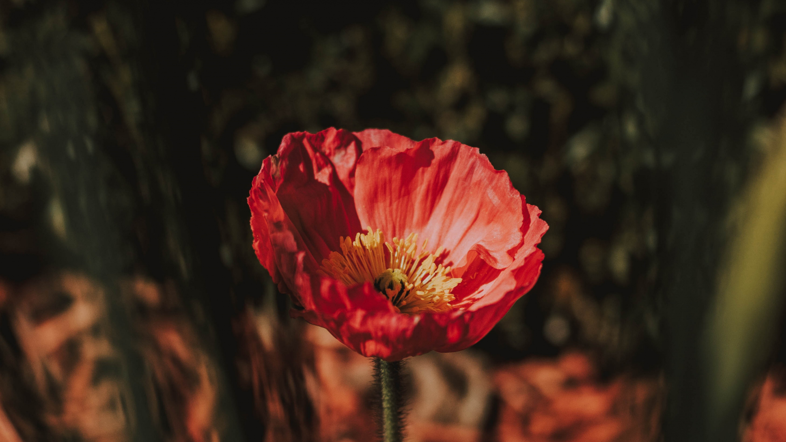 Red Rose in Bloom During Daytime. Wallpaper in 2560x1440 Resolution