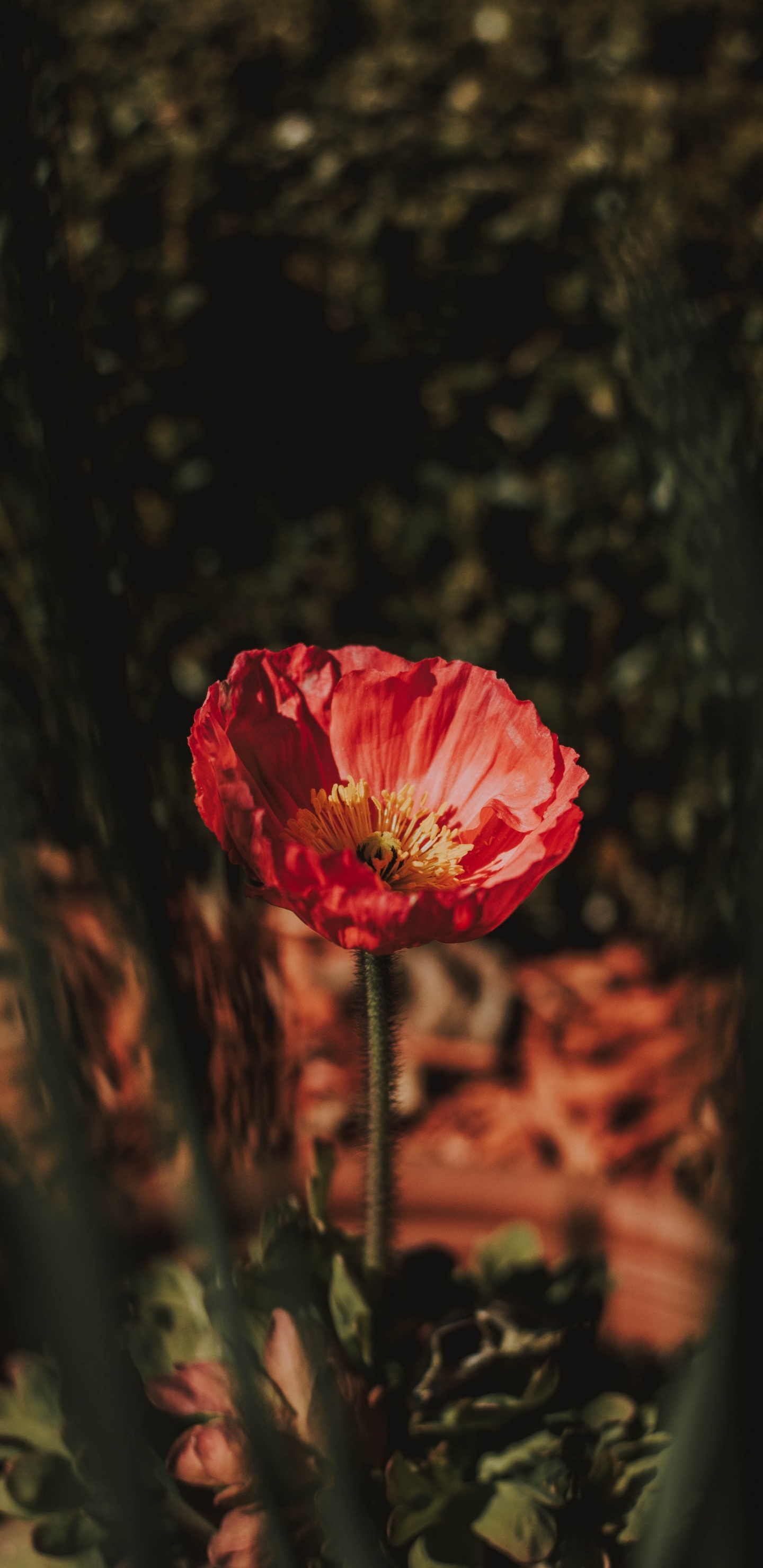 Rote Rose Blüht Tagsüber. Wallpaper in 1440x2960 Resolution