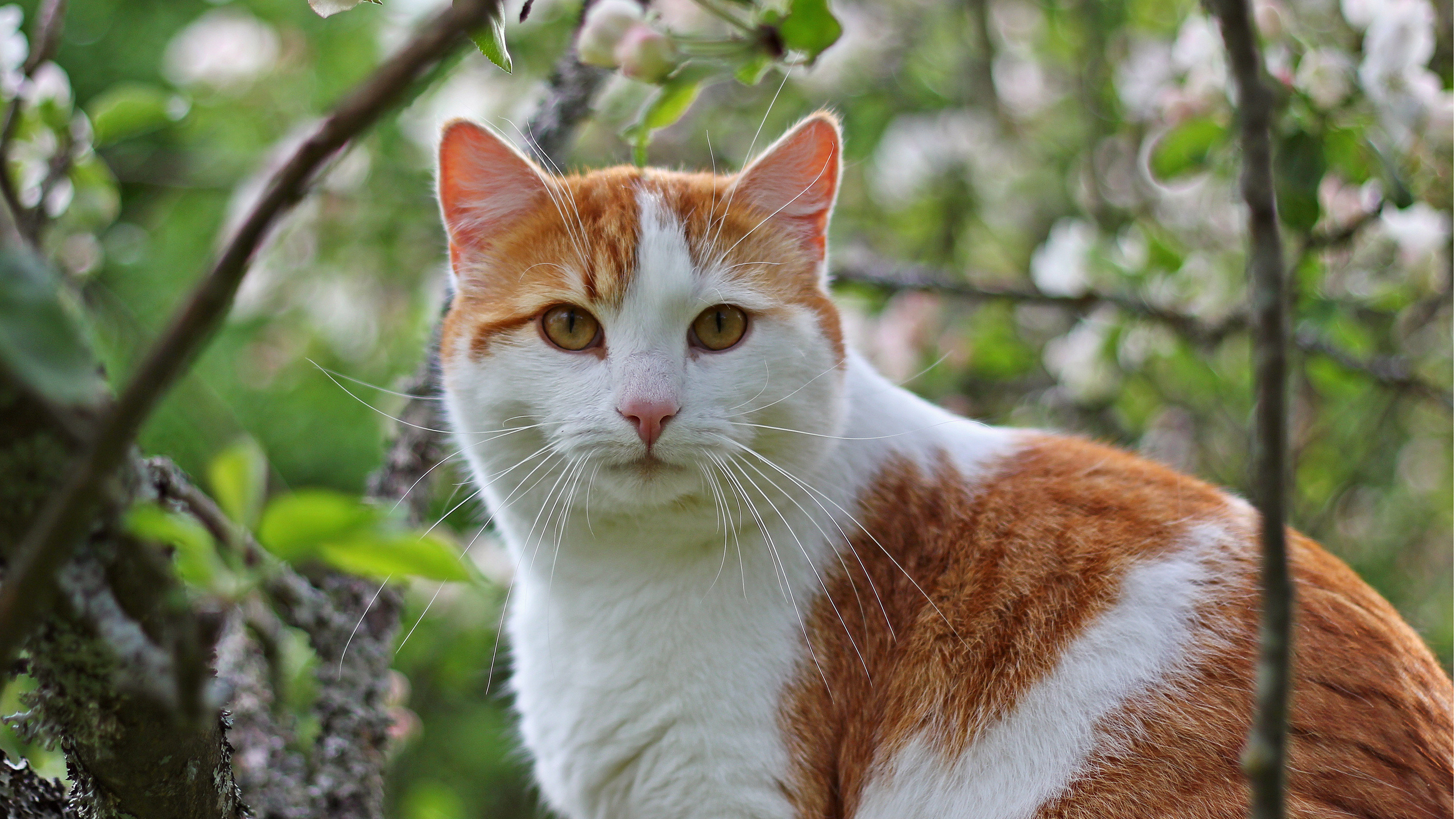 Orange-weiße Katze am Baum. Wallpaper in 2560x1440 Resolution