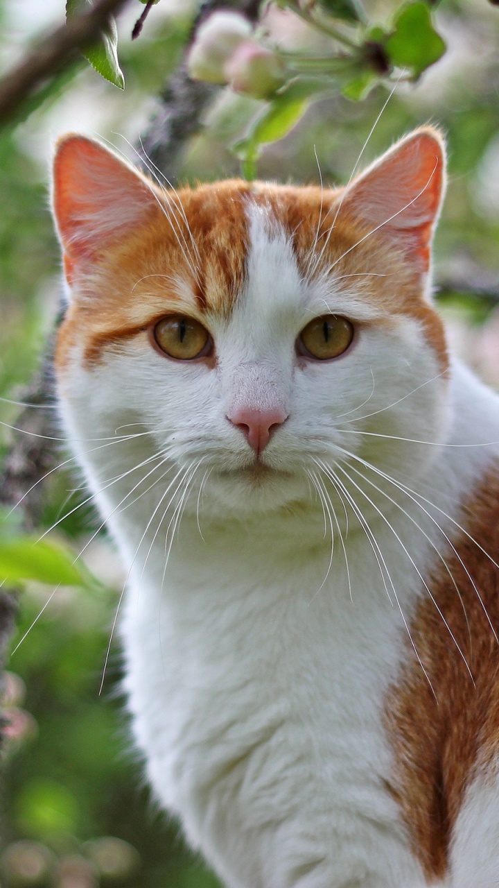 Orange-weiße Katze am Baum. Wallpaper in 720x1280 Resolution