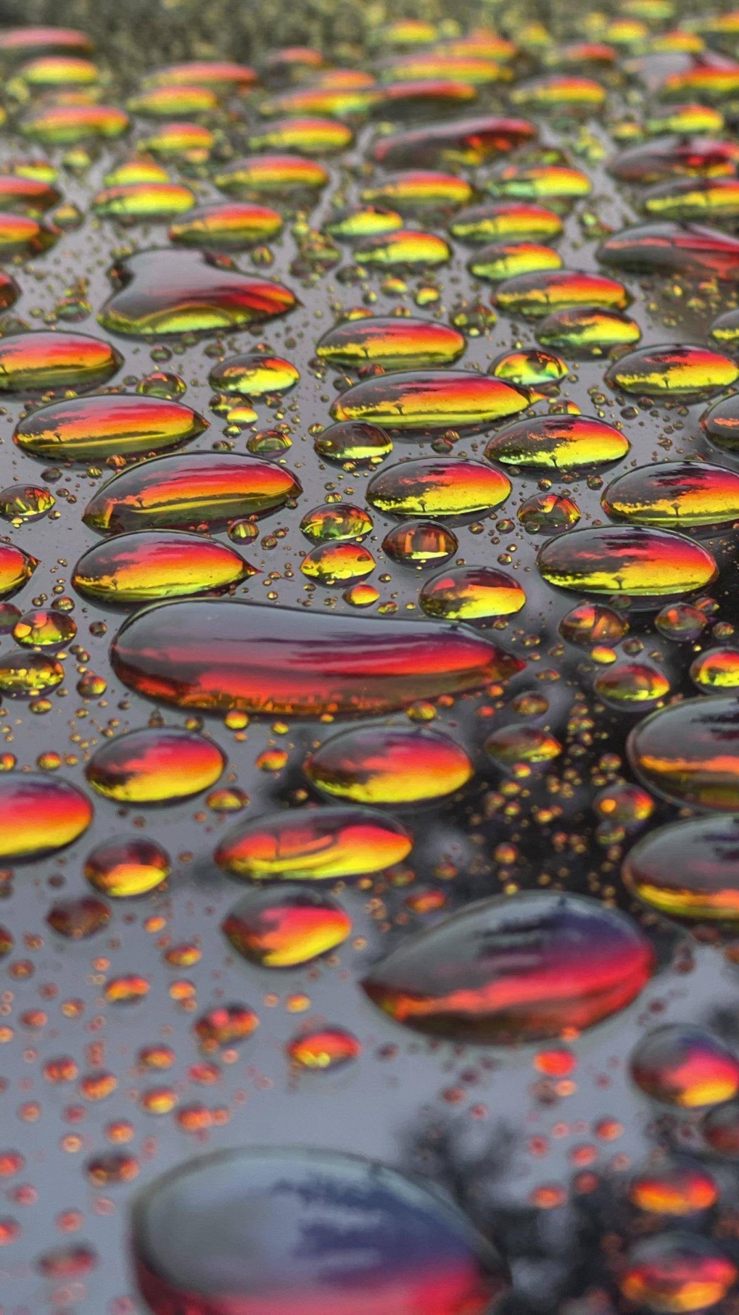 Eau, Feuille, Orange, Liquid, Plante Terrestre. Wallpaper in 1080x1920 Resolution