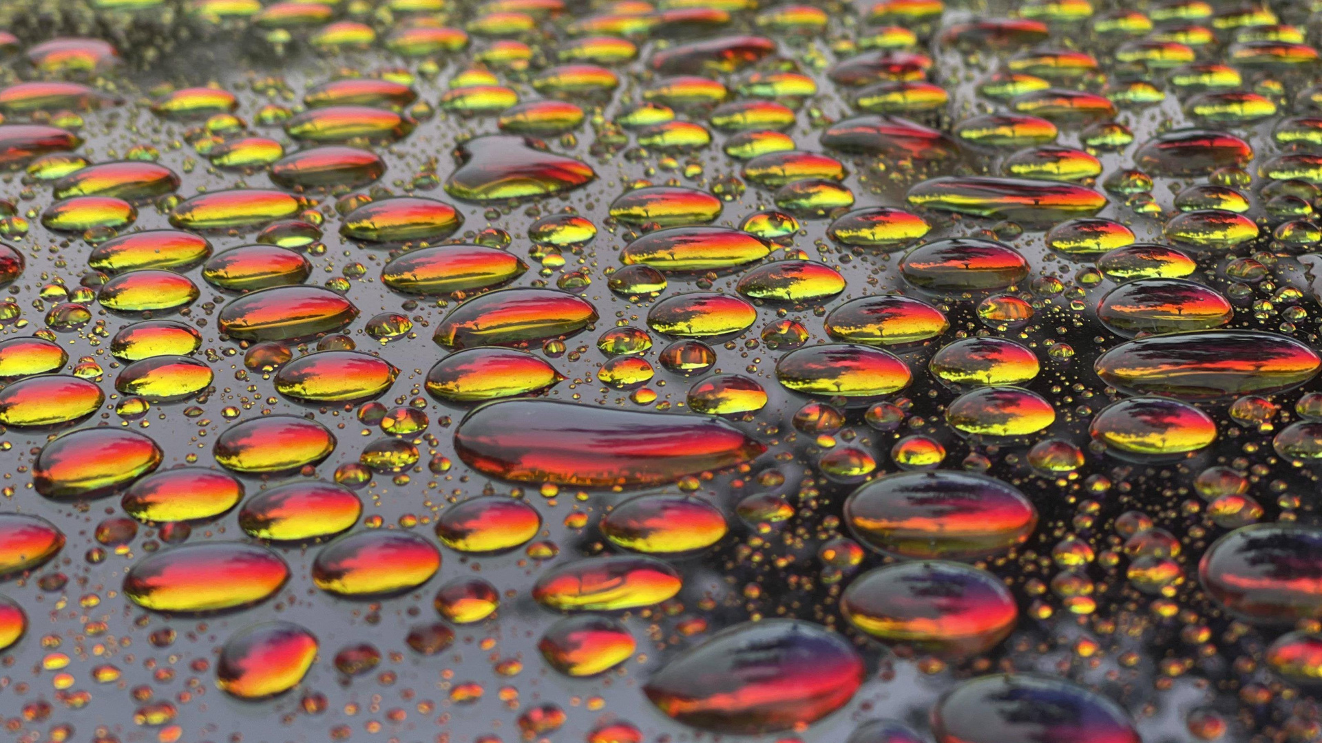 Wasser, Blatt, Orange, Terrestrische Pflanzen, Bodenbelag. Wallpaper in 1920x1080 Resolution