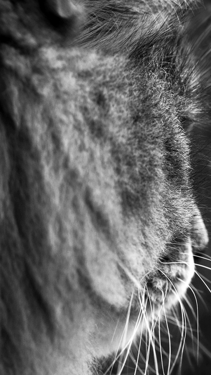 Graustufenfoto Einer Katze Mit Wassertropfen. Wallpaper in 720x1280 Resolution