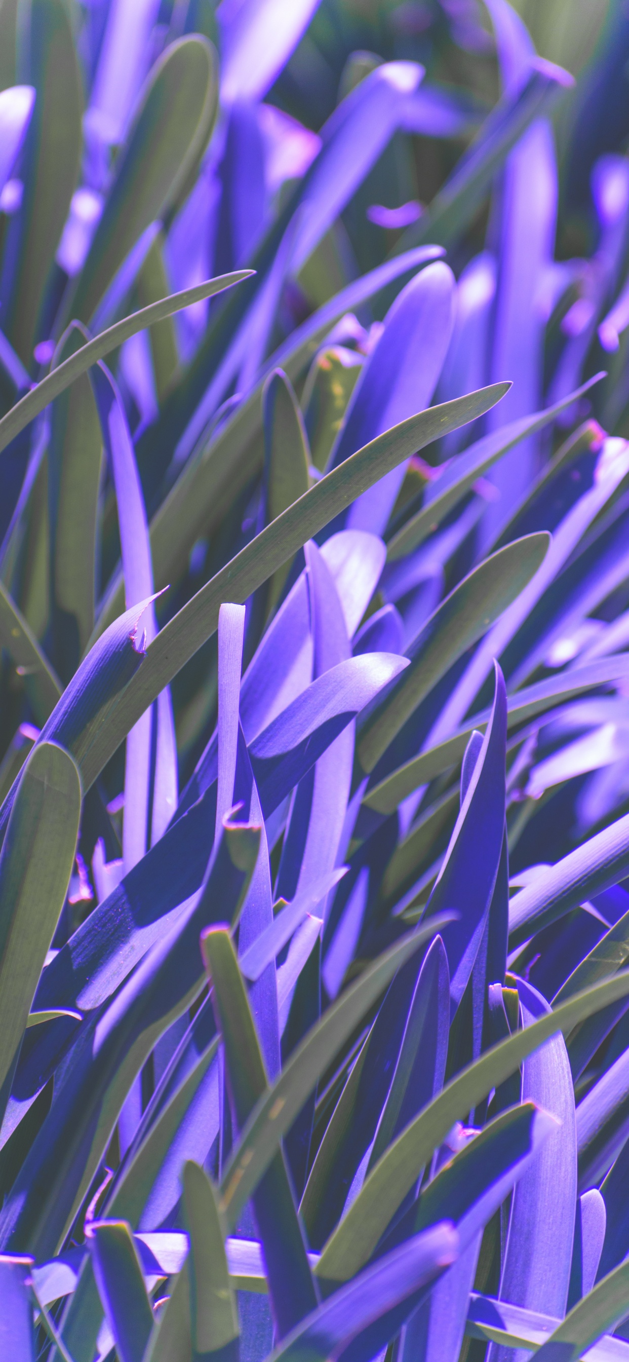 Green Plant in Close up Photography. Wallpaper in 1242x2688 Resolution