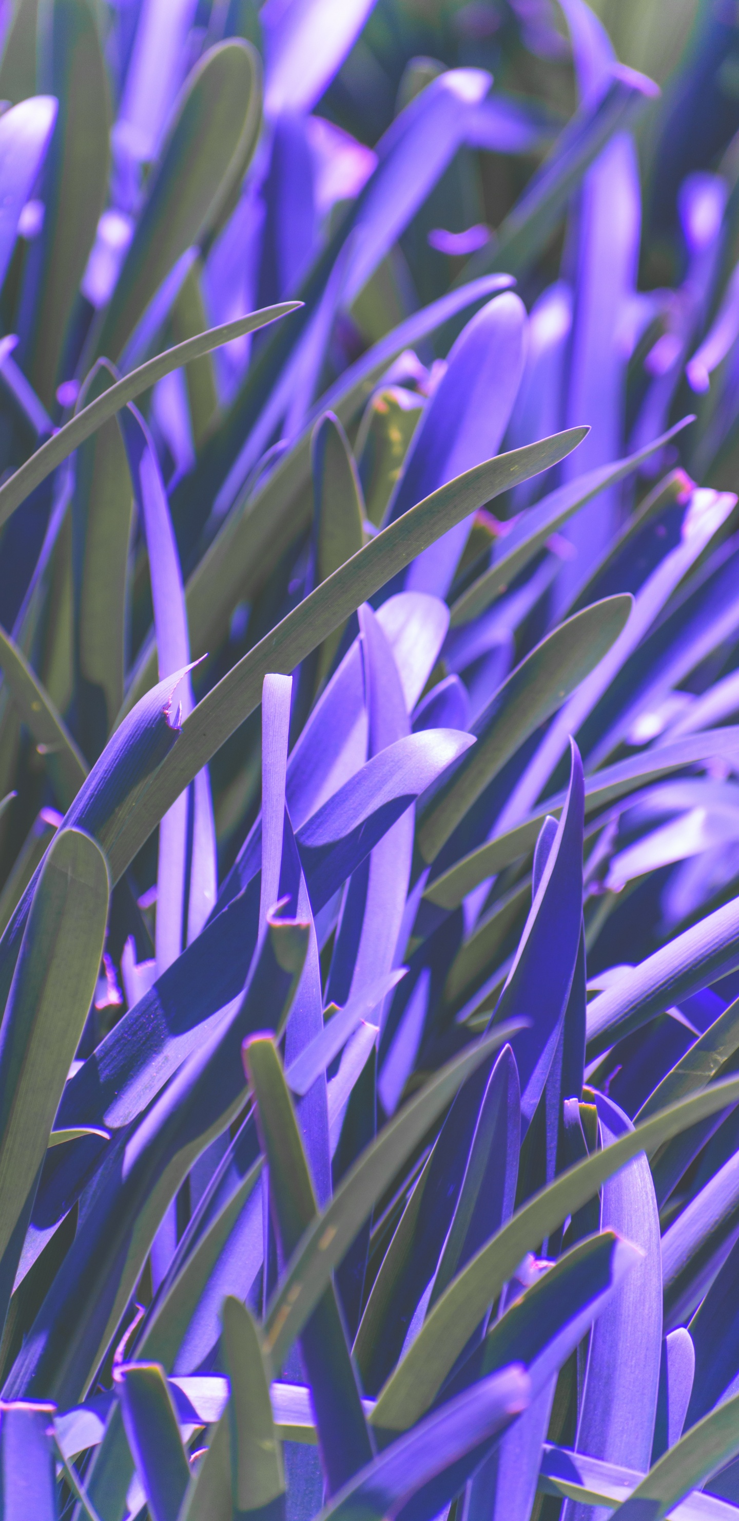 Green Plant in Close up Photography. Wallpaper in 1440x2960 Resolution