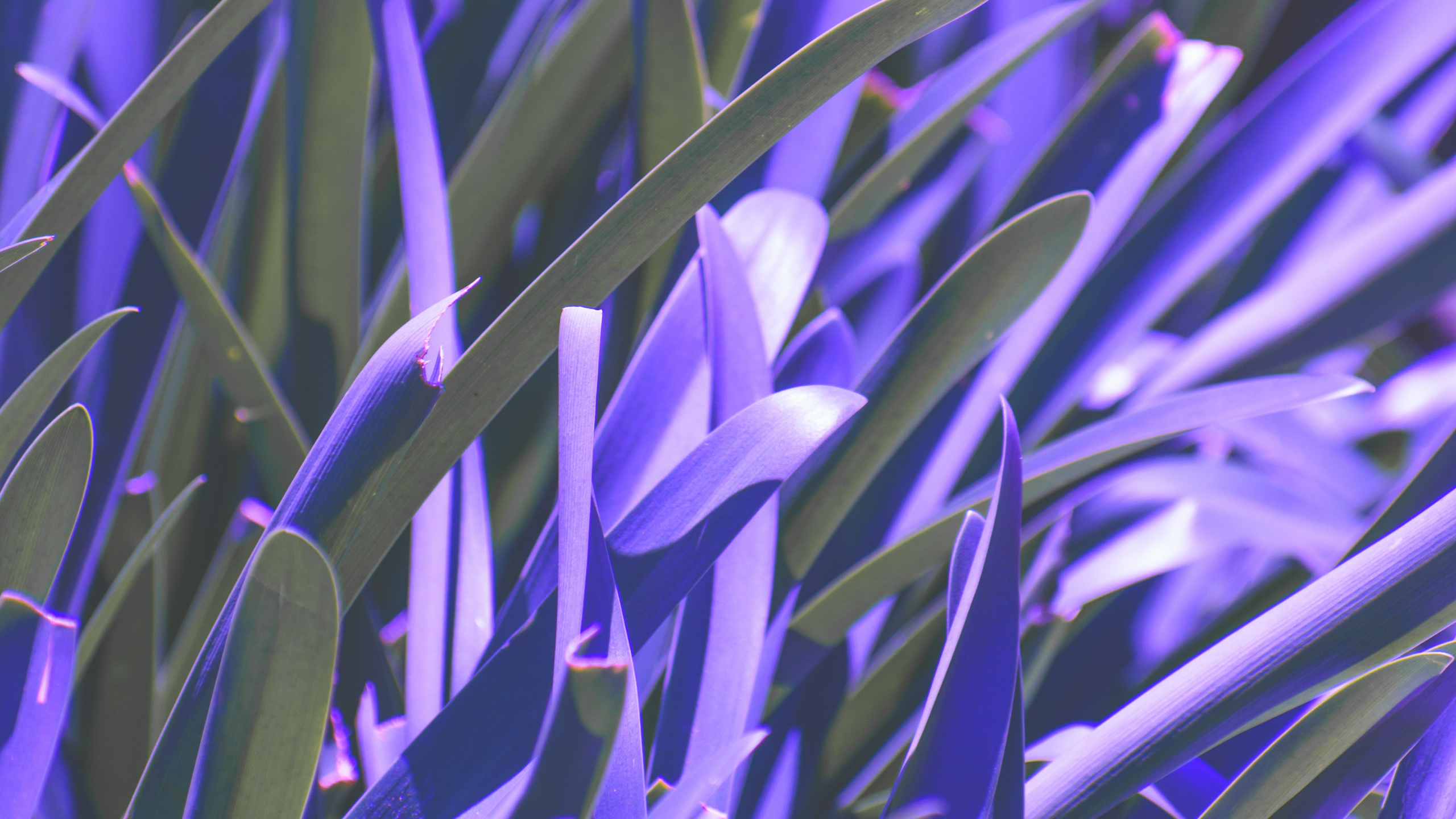 Green Plant in Close up Photography. Wallpaper in 2560x1440 Resolution