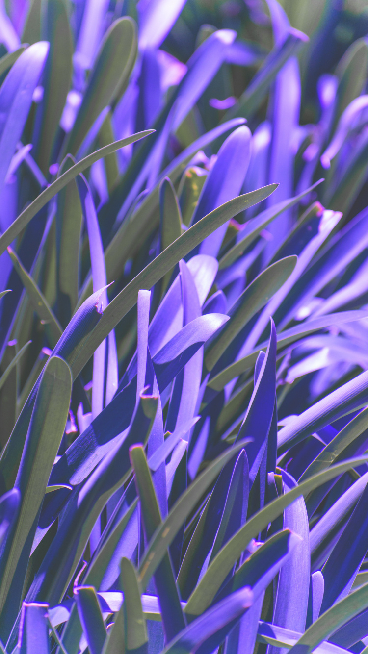 Green Plant in Close up Photography. Wallpaper in 750x1334 Resolution