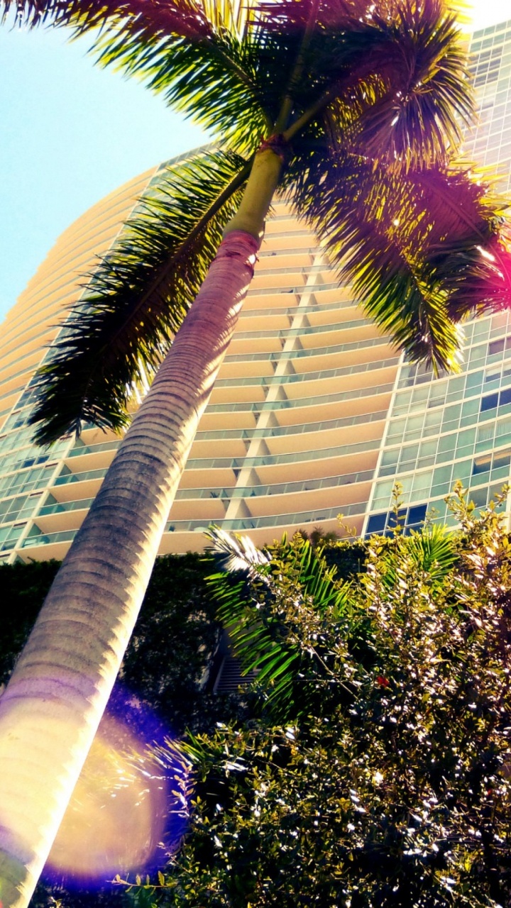 Green Palm Tree Near White Concrete Building During Daytime. Wallpaper in 720x1280 Resolution