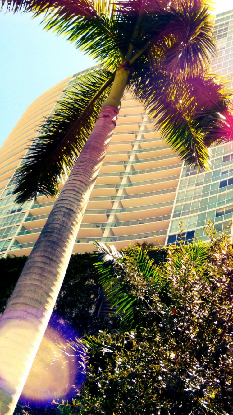 Green Palm Tree Near White Concrete Building During Daytime. Wallpaper in 750x1334 Resolution