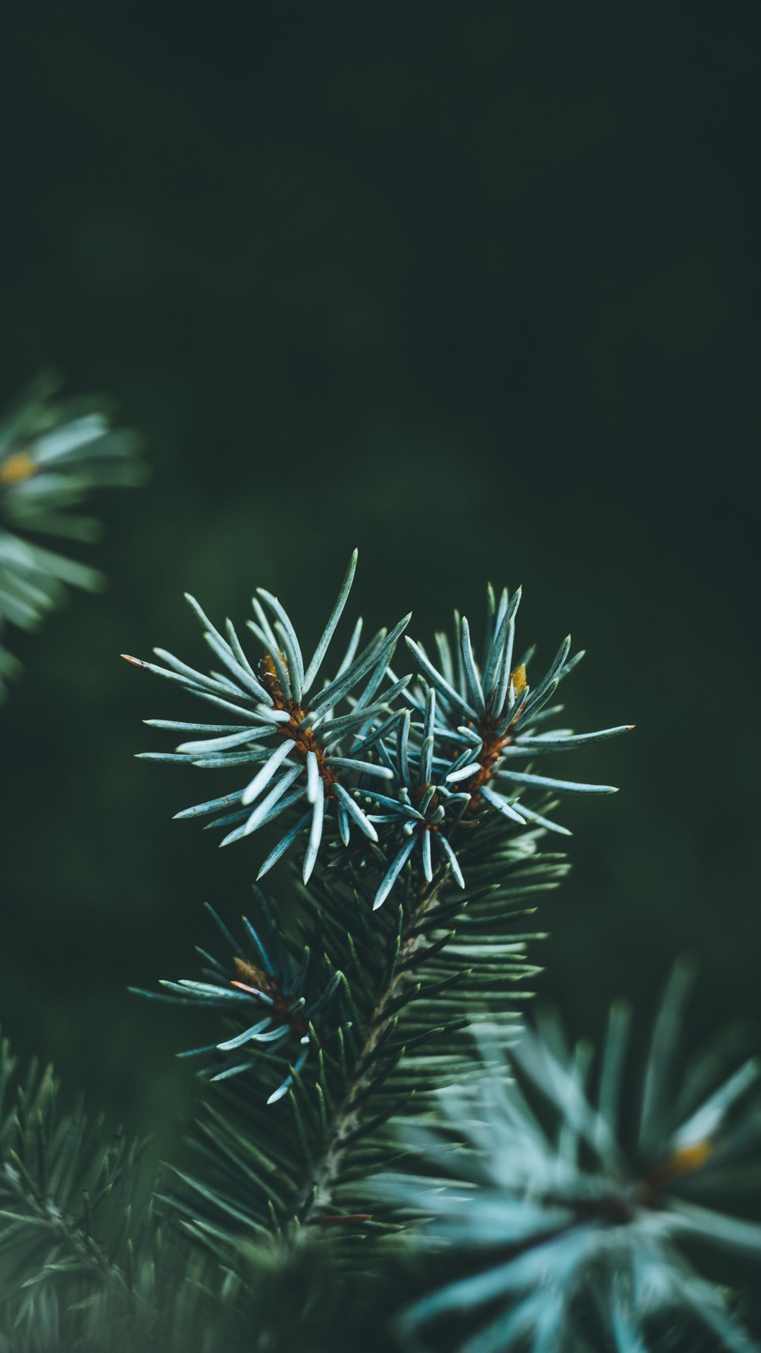 Green and Brown Plant in Close up Photography. Wallpaper in 1080x1920 Resolution