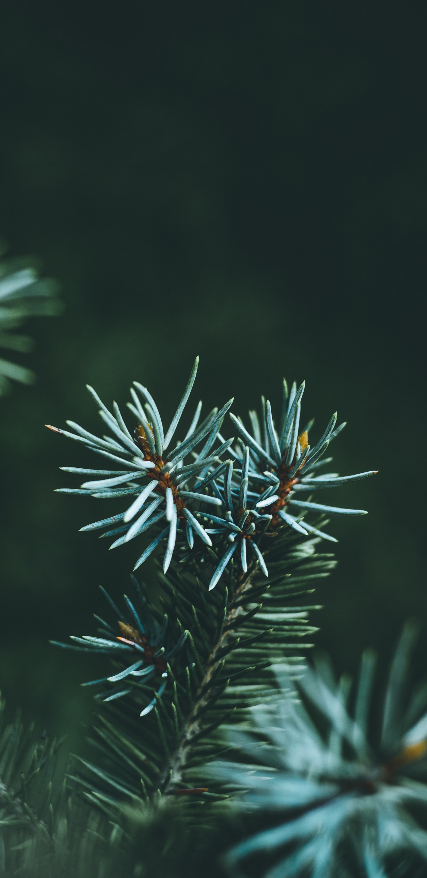 Green and Brown Plant in Close up Photography. Wallpaper in 1440x2960 Resolution