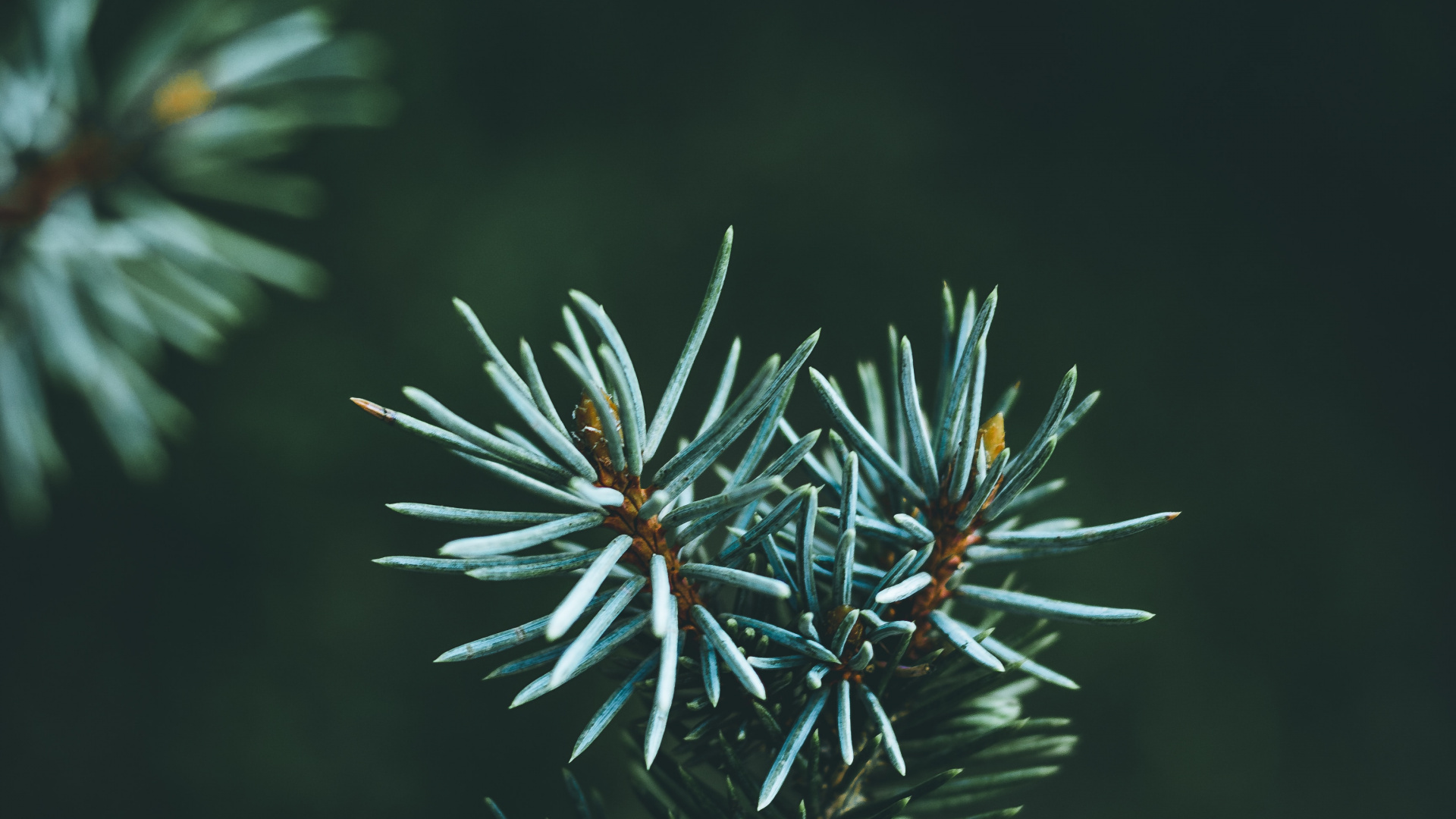 Green and Brown Plant in Close up Photography. Wallpaper in 1920x1080 Resolution