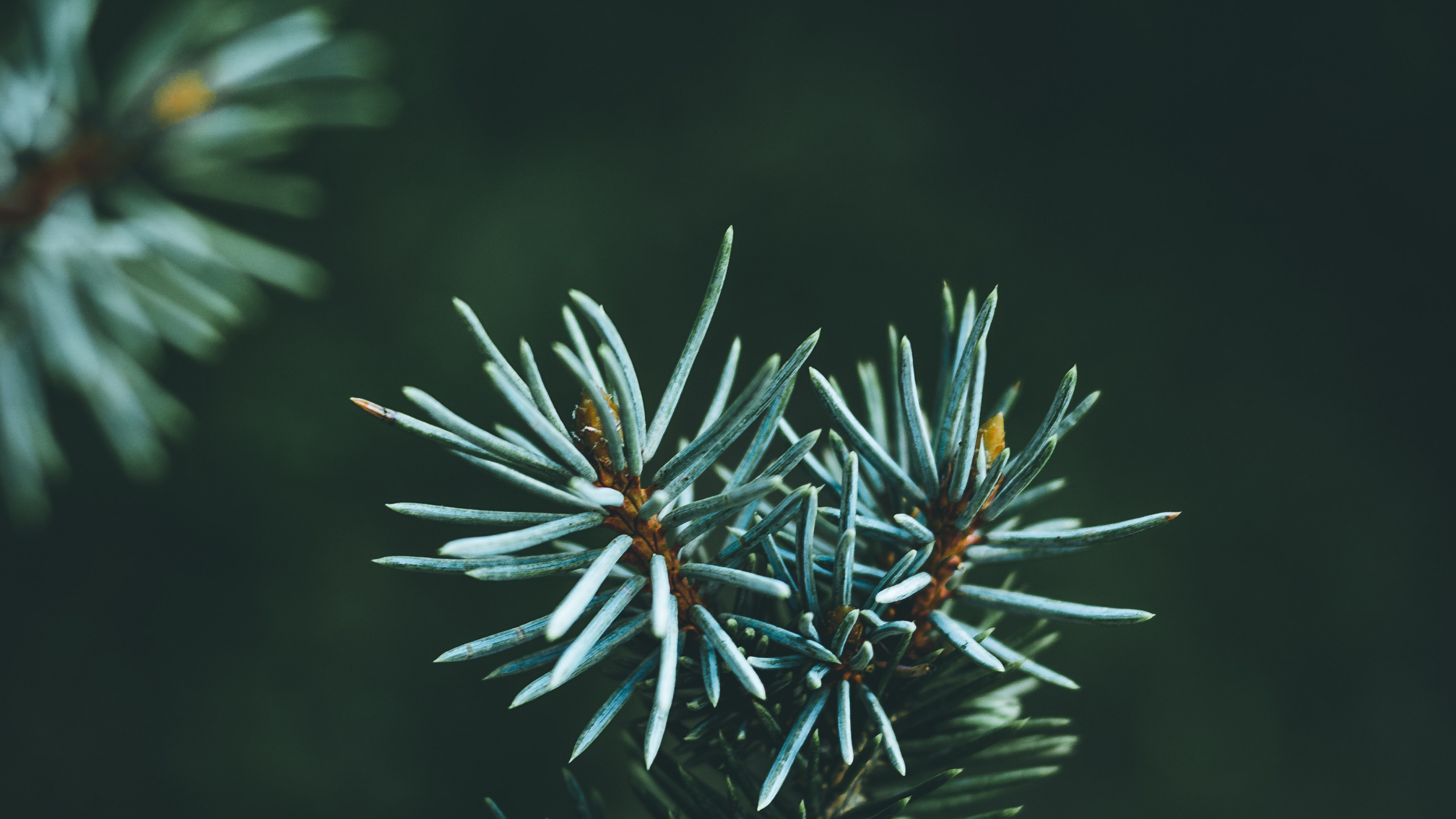 Green and Brown Plant in Close up Photography. Wallpaper in 2560x1440 Resolution